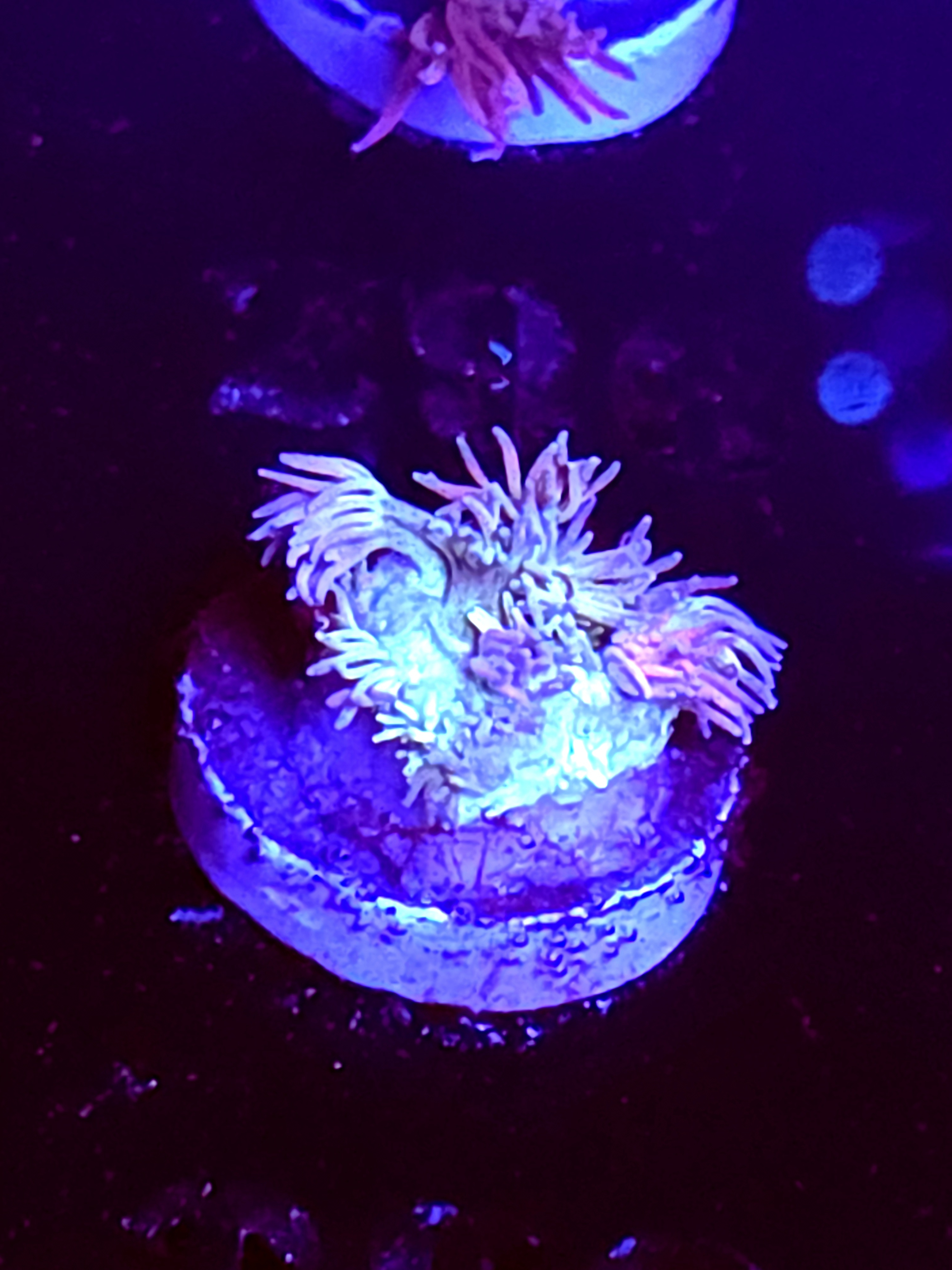 SBB "Mystery Signature" Goni Small