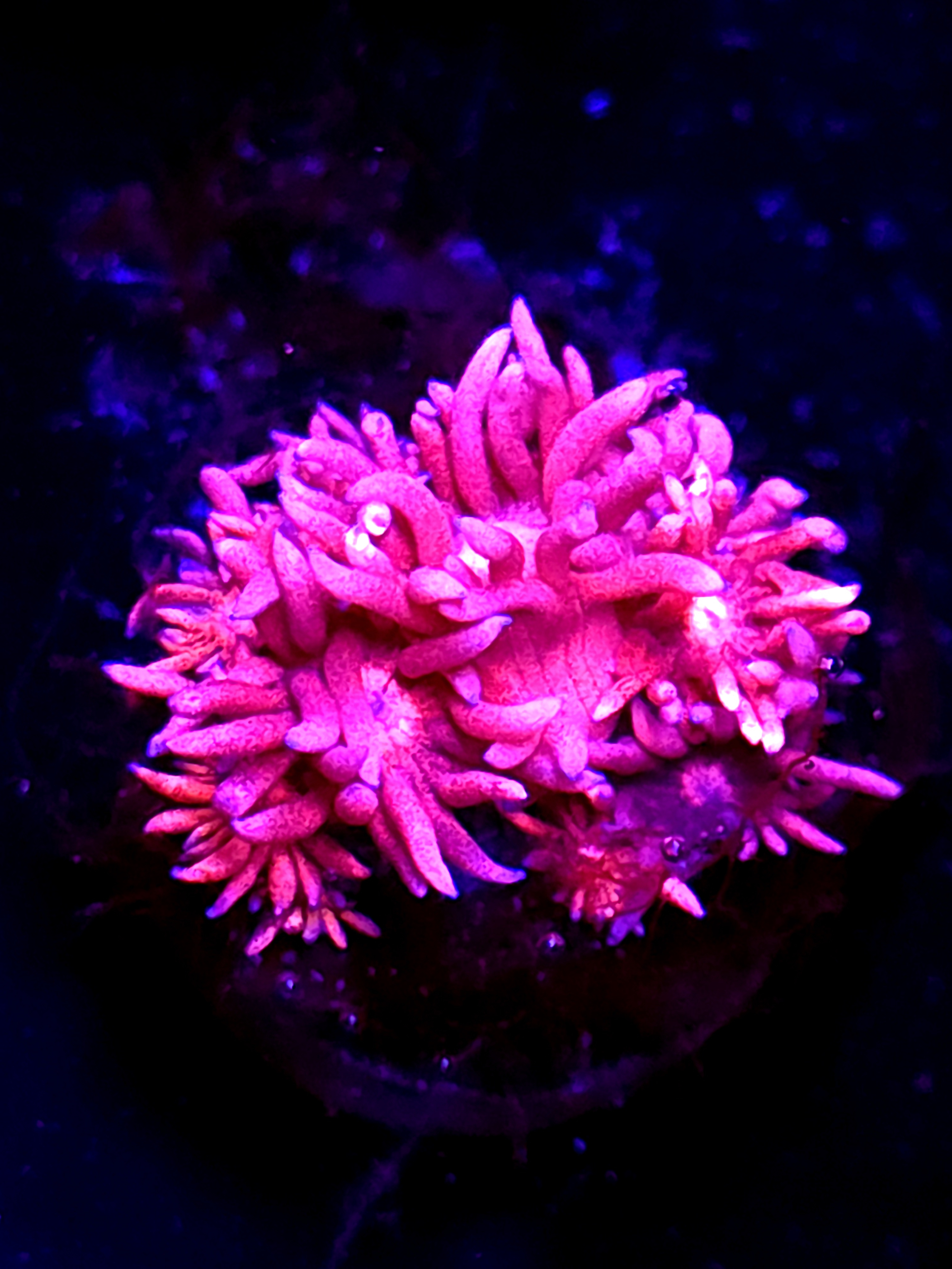 SBB "Cotton Splice" Goni Medium