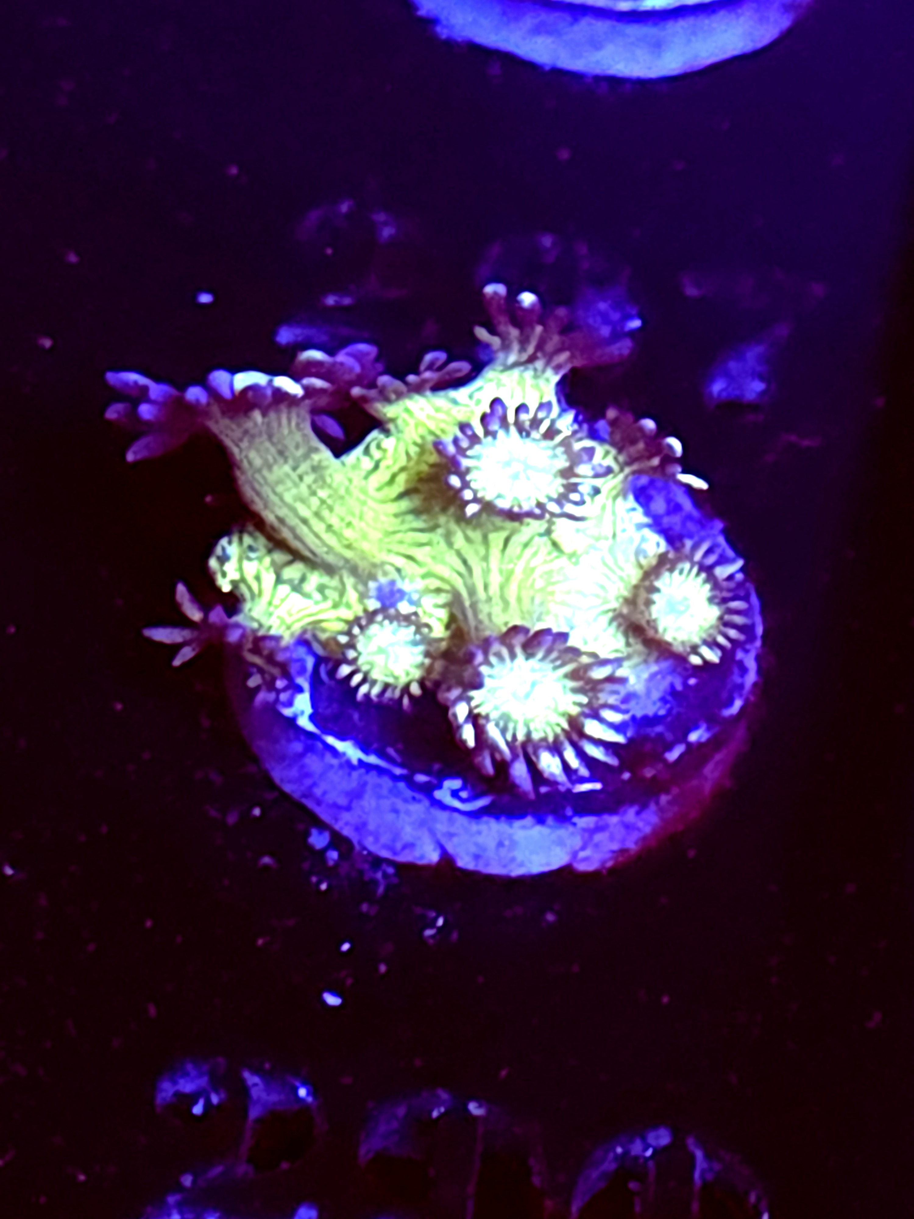 SBB "Gemstone" Goni Medium