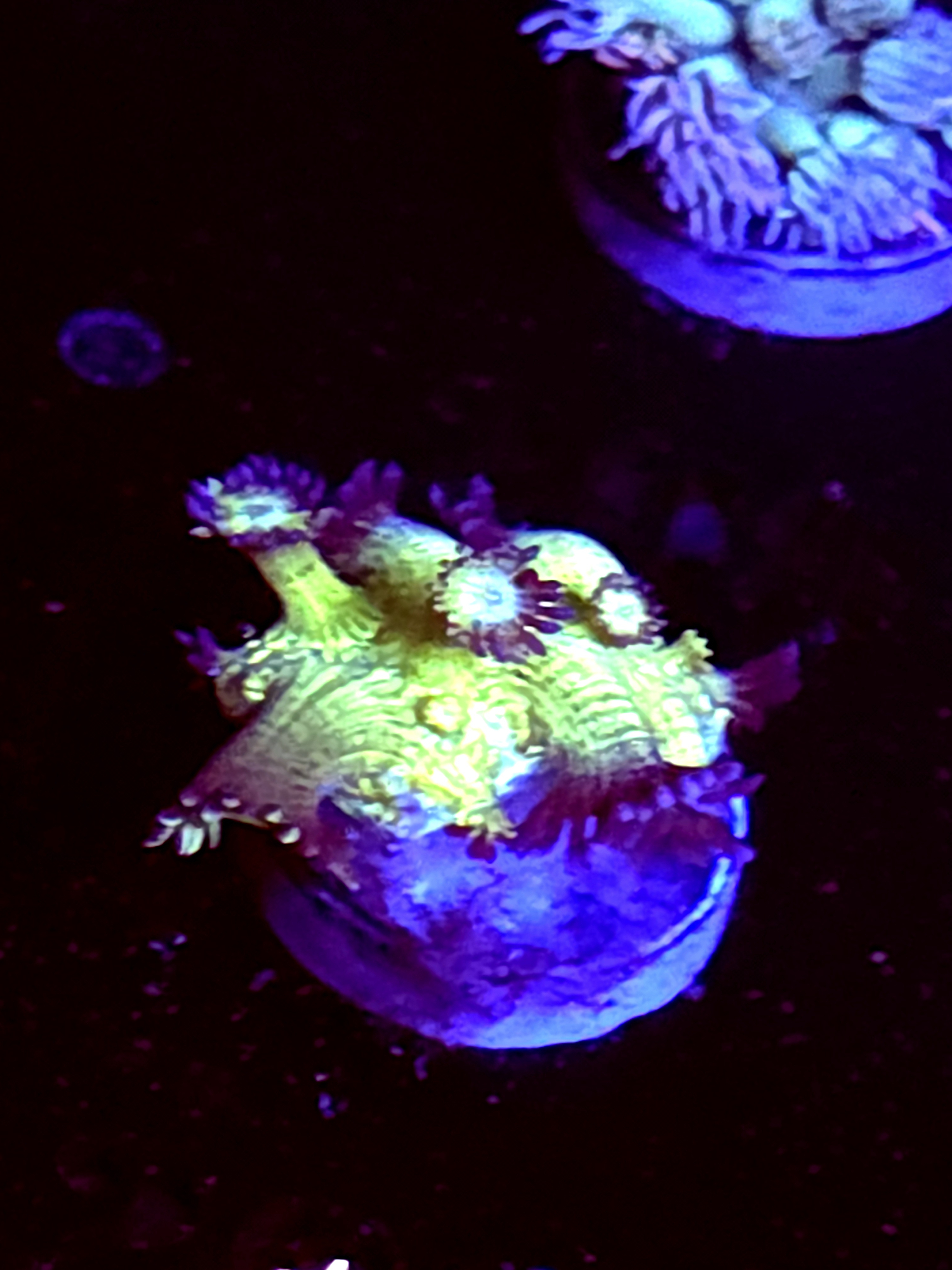 SBB "Gemstone" Goni Large