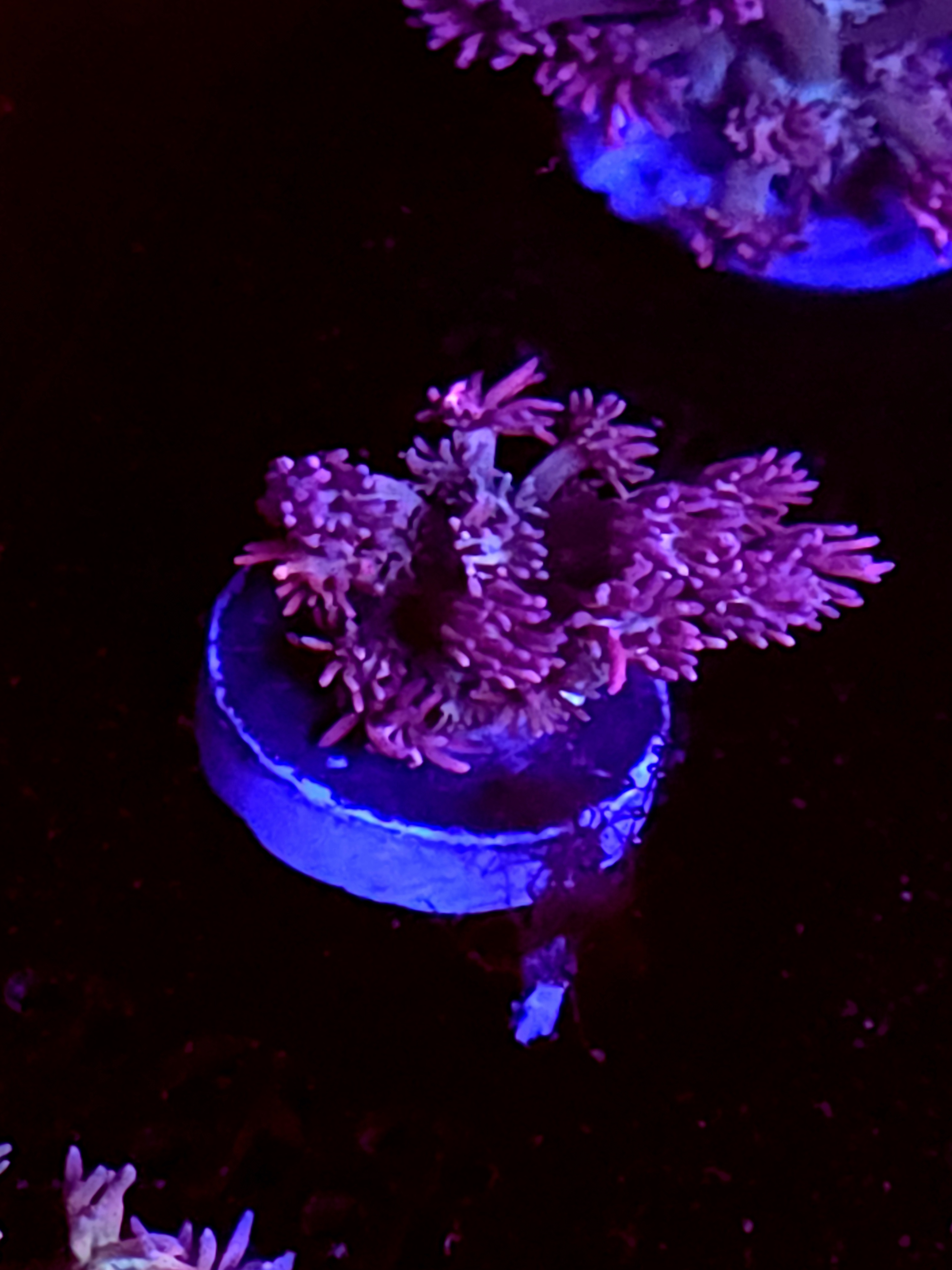 SBB "Citrus Fluff" Goni Medium