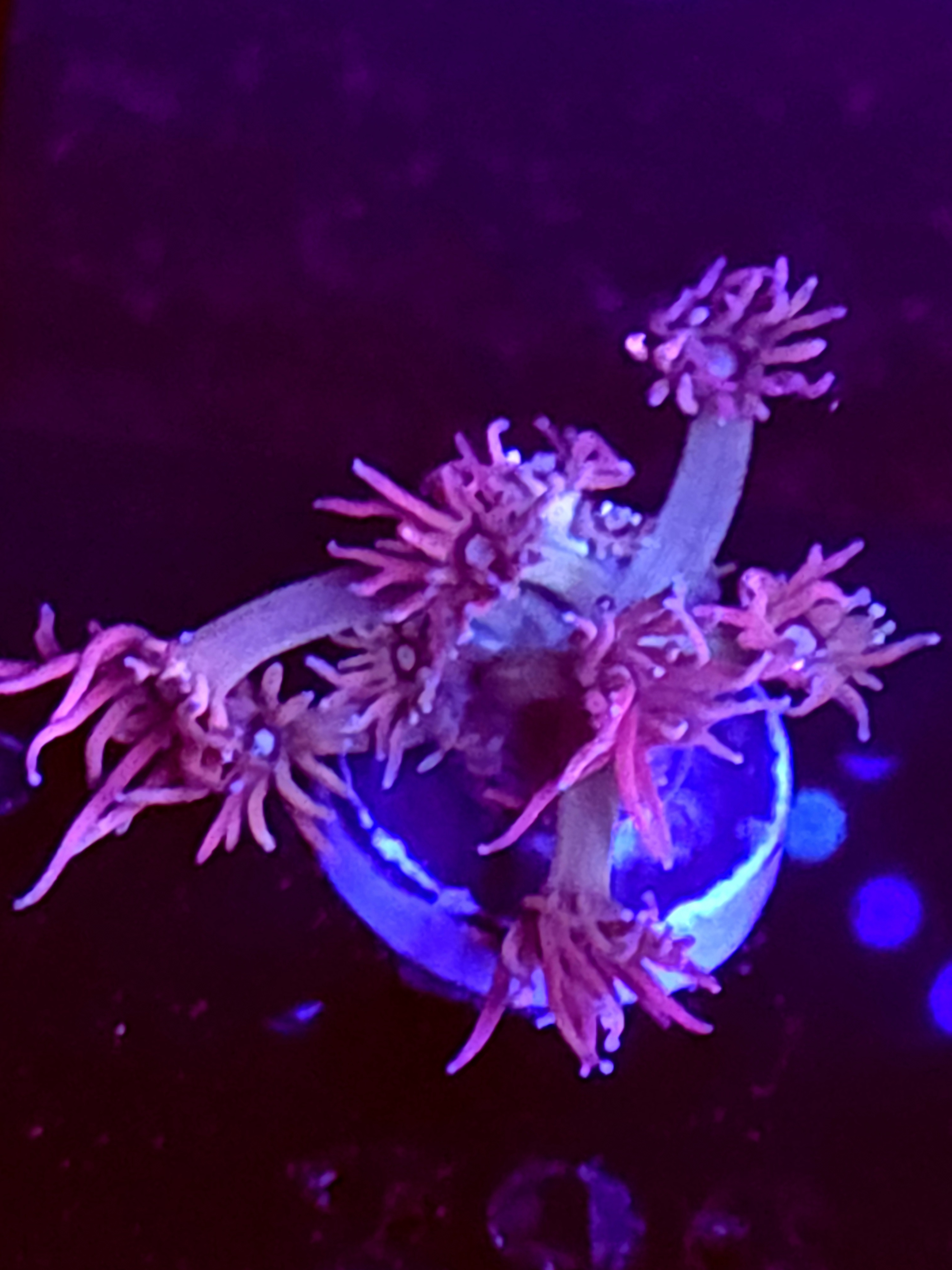 SBB "Solar Gummy" Goni Small