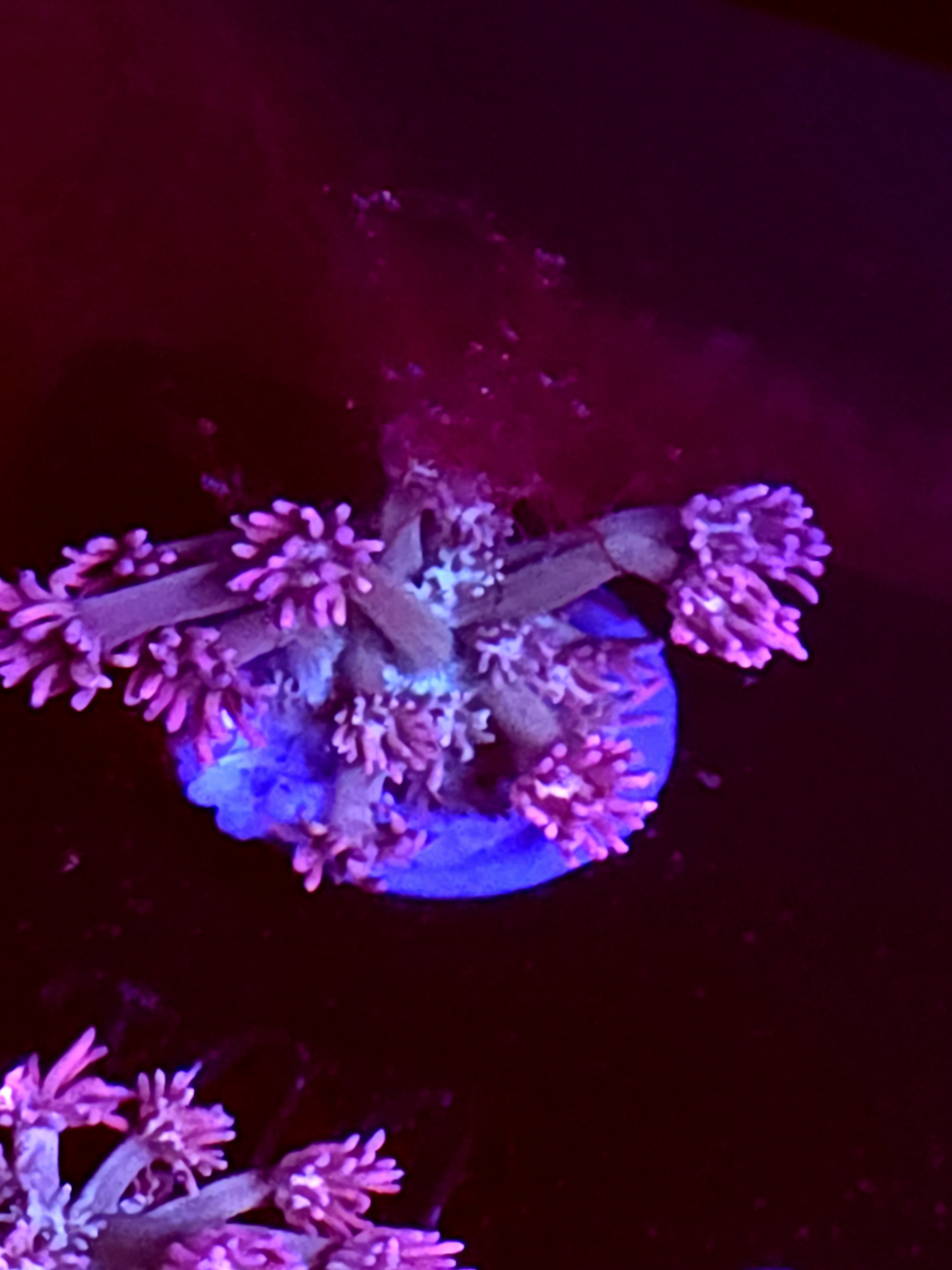 SBB "Mystery Signature" Goni Small