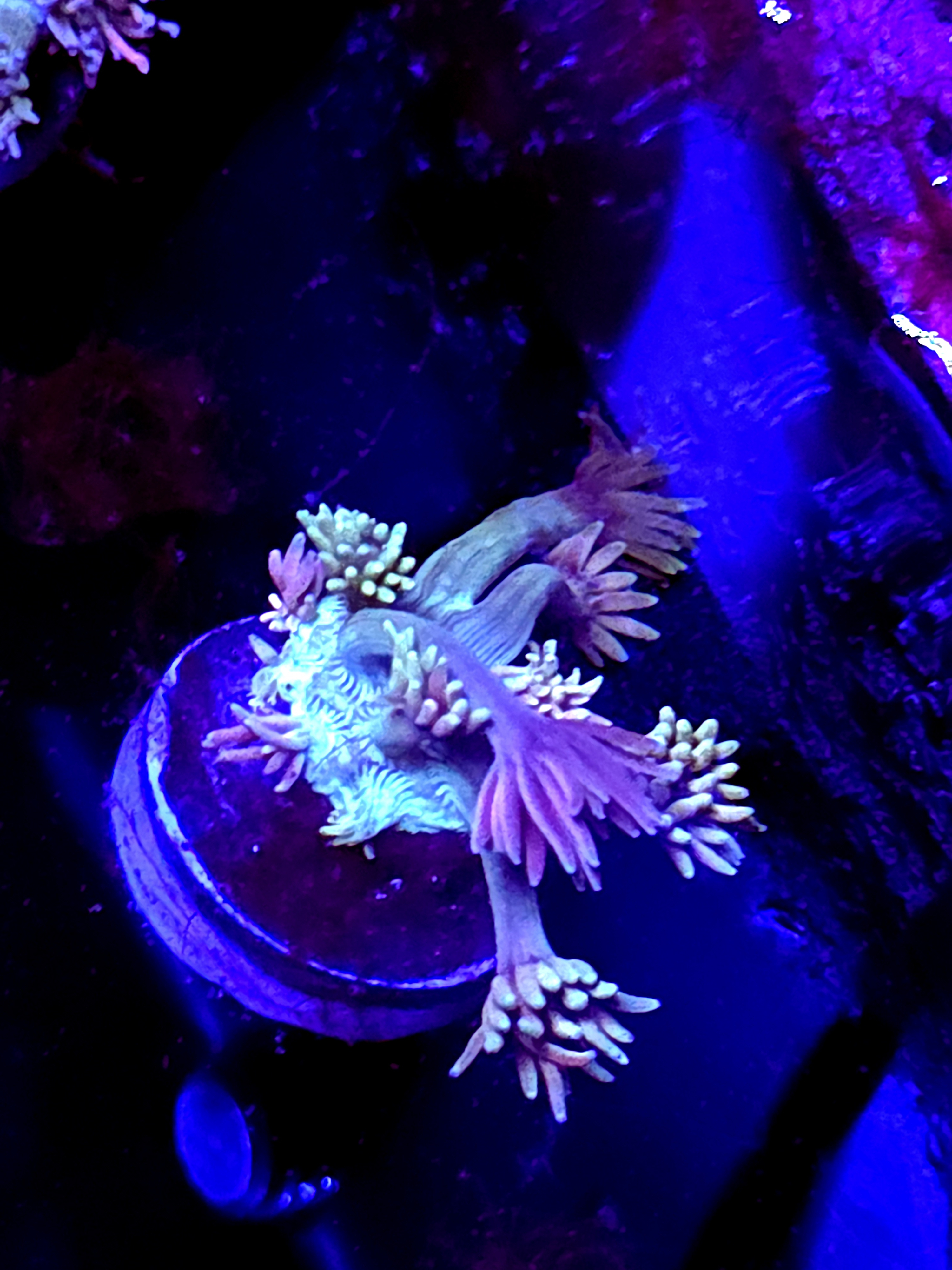 SBB "Mystery Signature" Goni Small