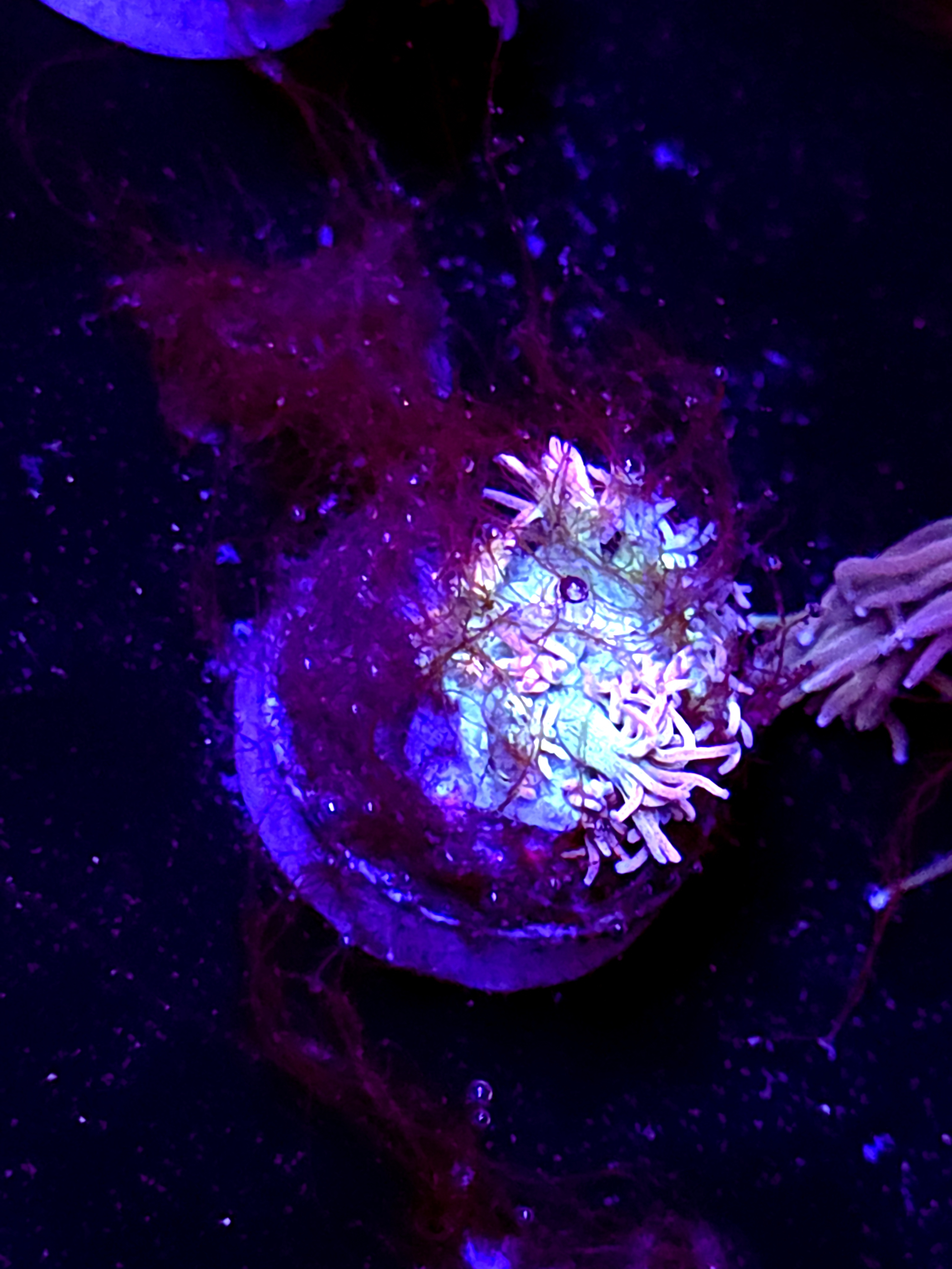 SBB "Ultra Velvet" Goni Small