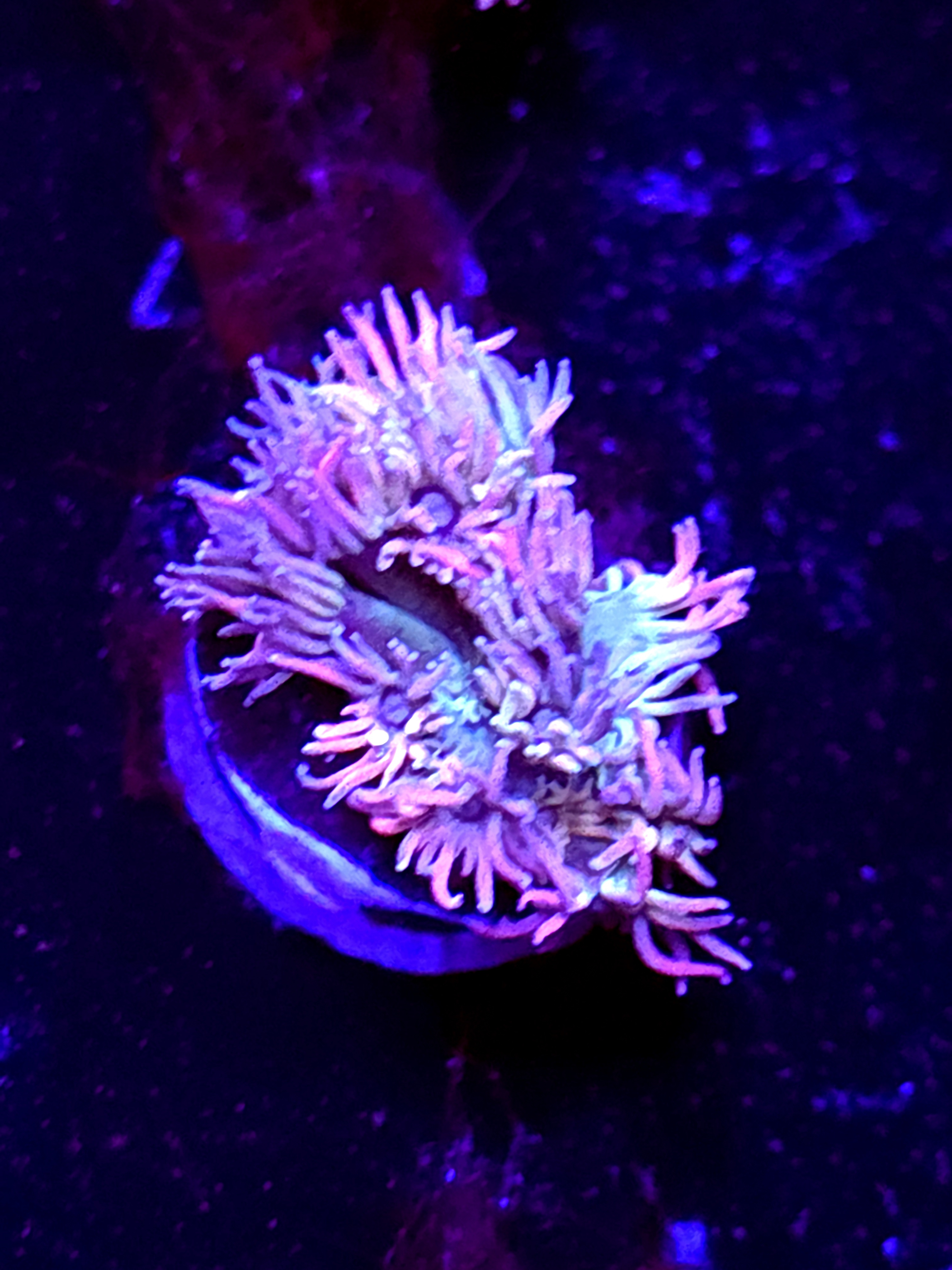 SBB "Neon Sundae" Goni Small