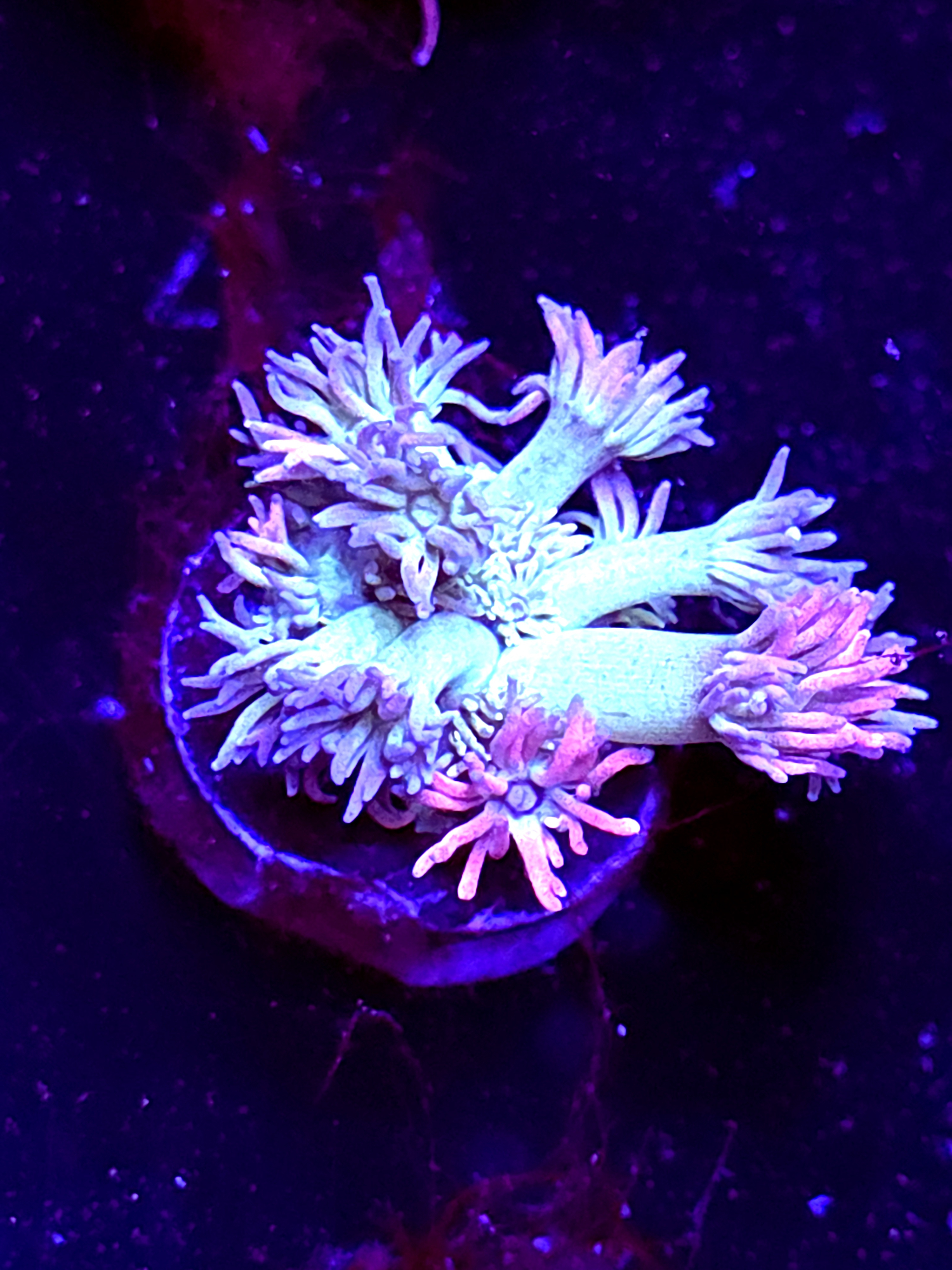 SBB "Neon Sundae" Goni Medium