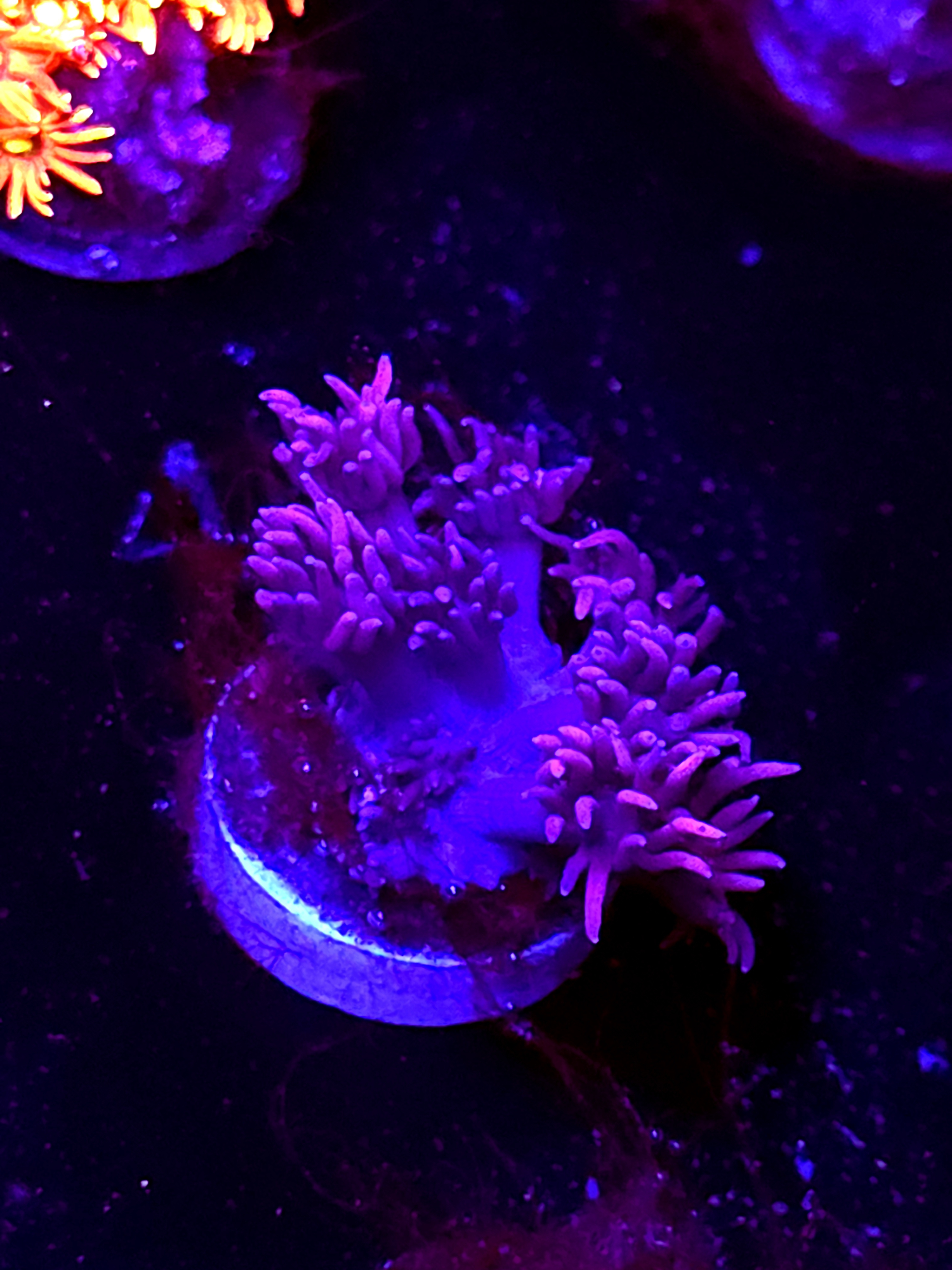 SBB "Twinkle Garden" Goni Small