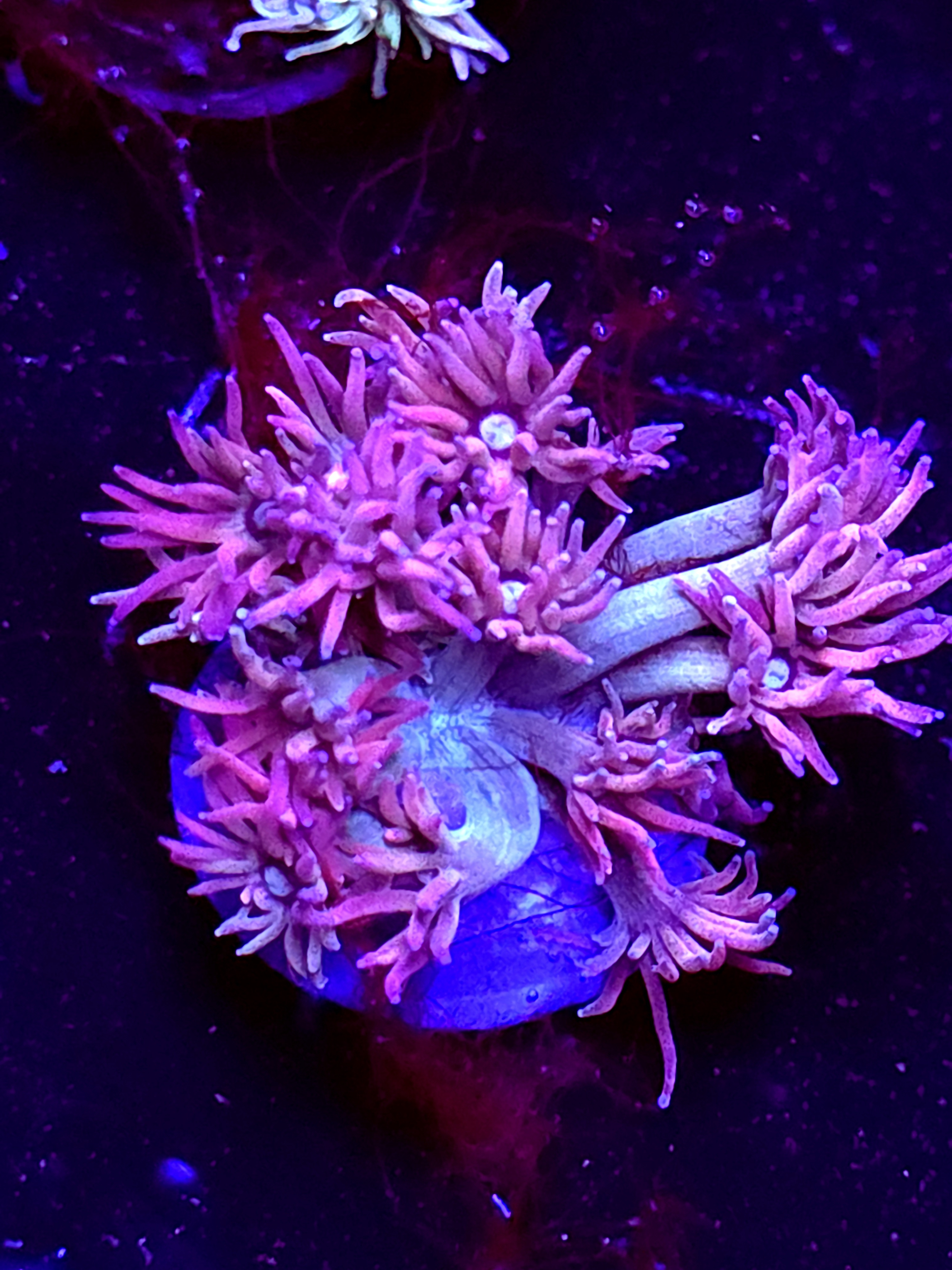 SBB "No Name" Goni Medium