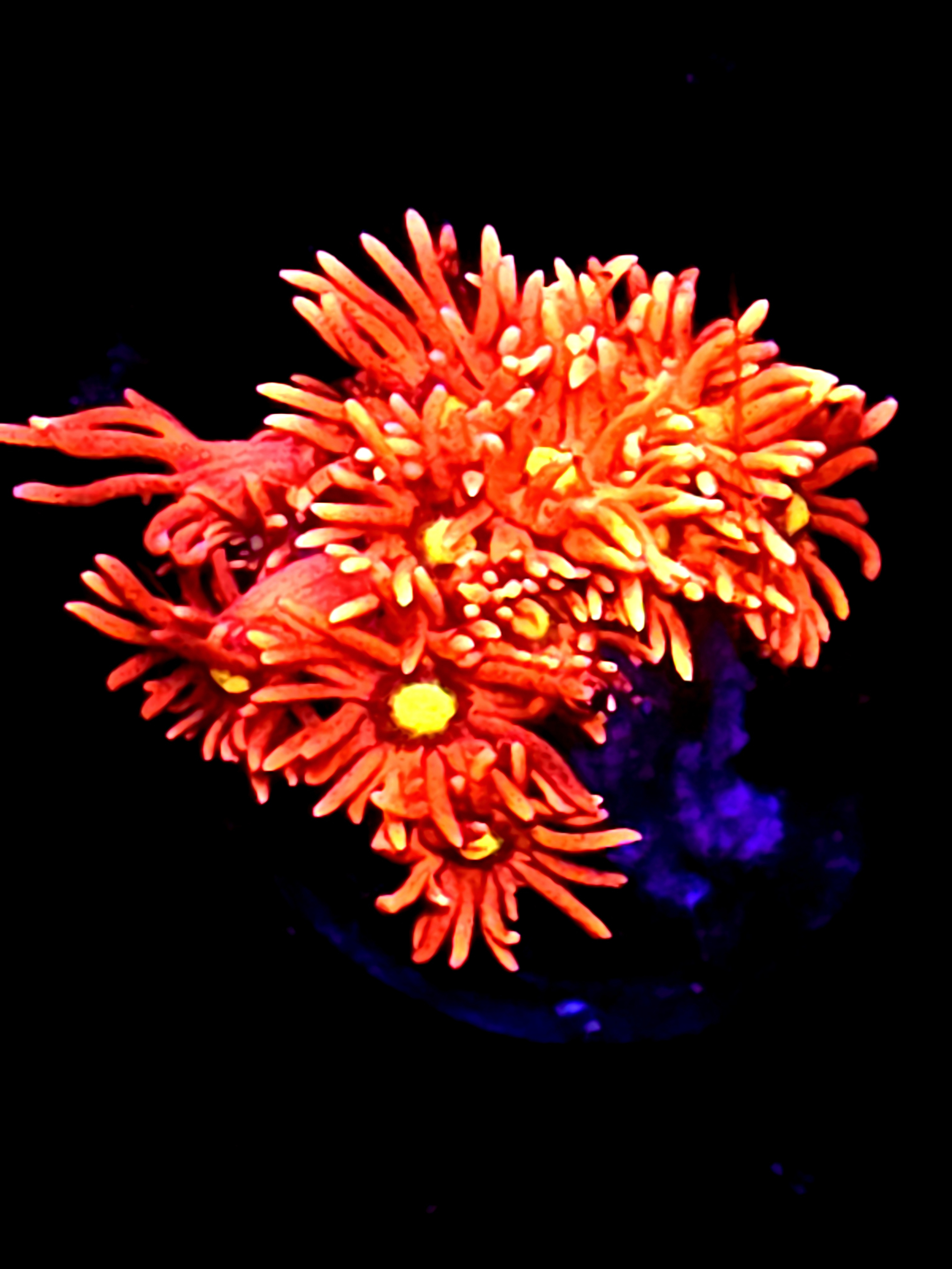 SBB "Piro Nova" Goni Small