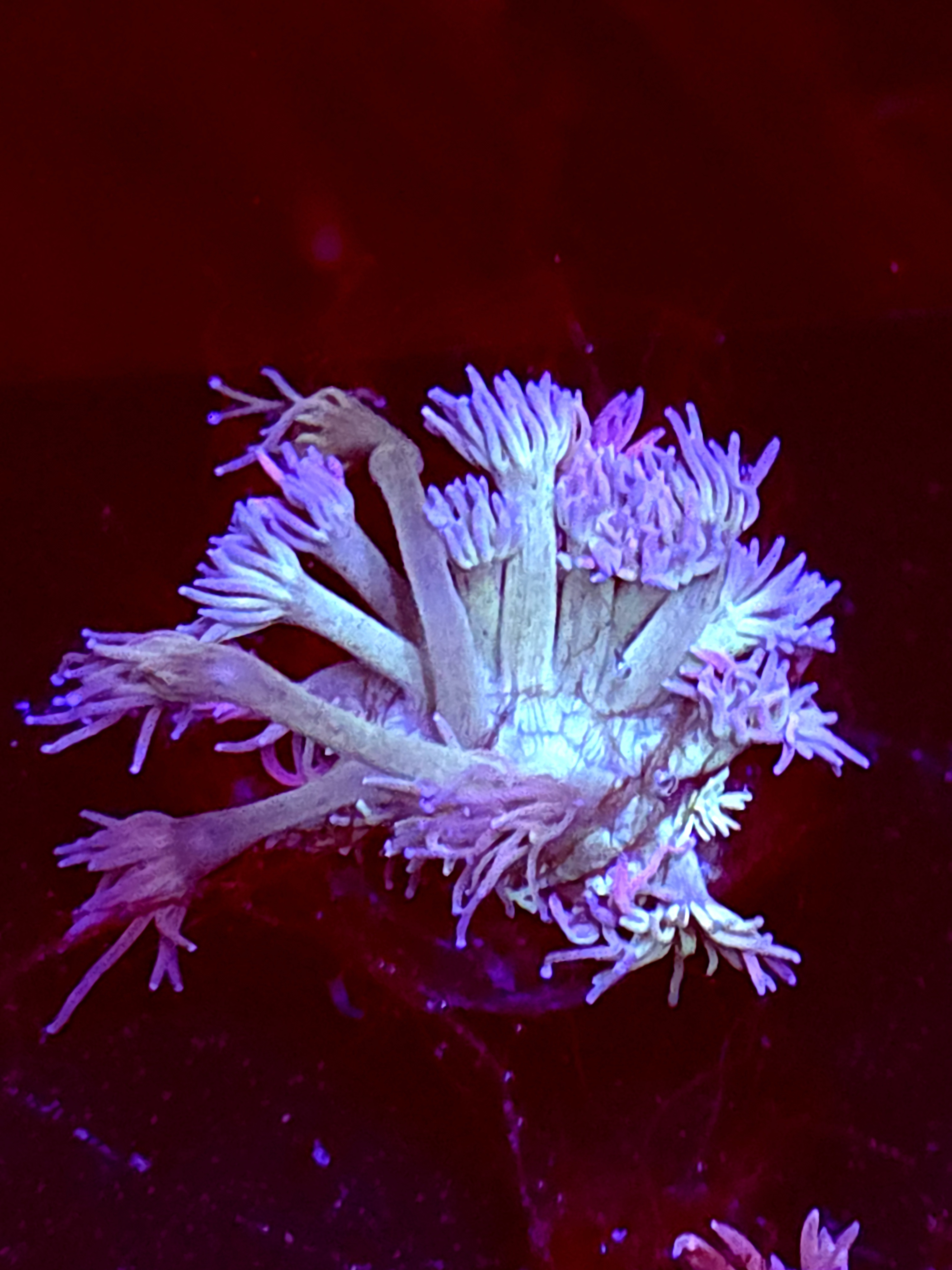 SBB "Neon Sundae" Goni Medium