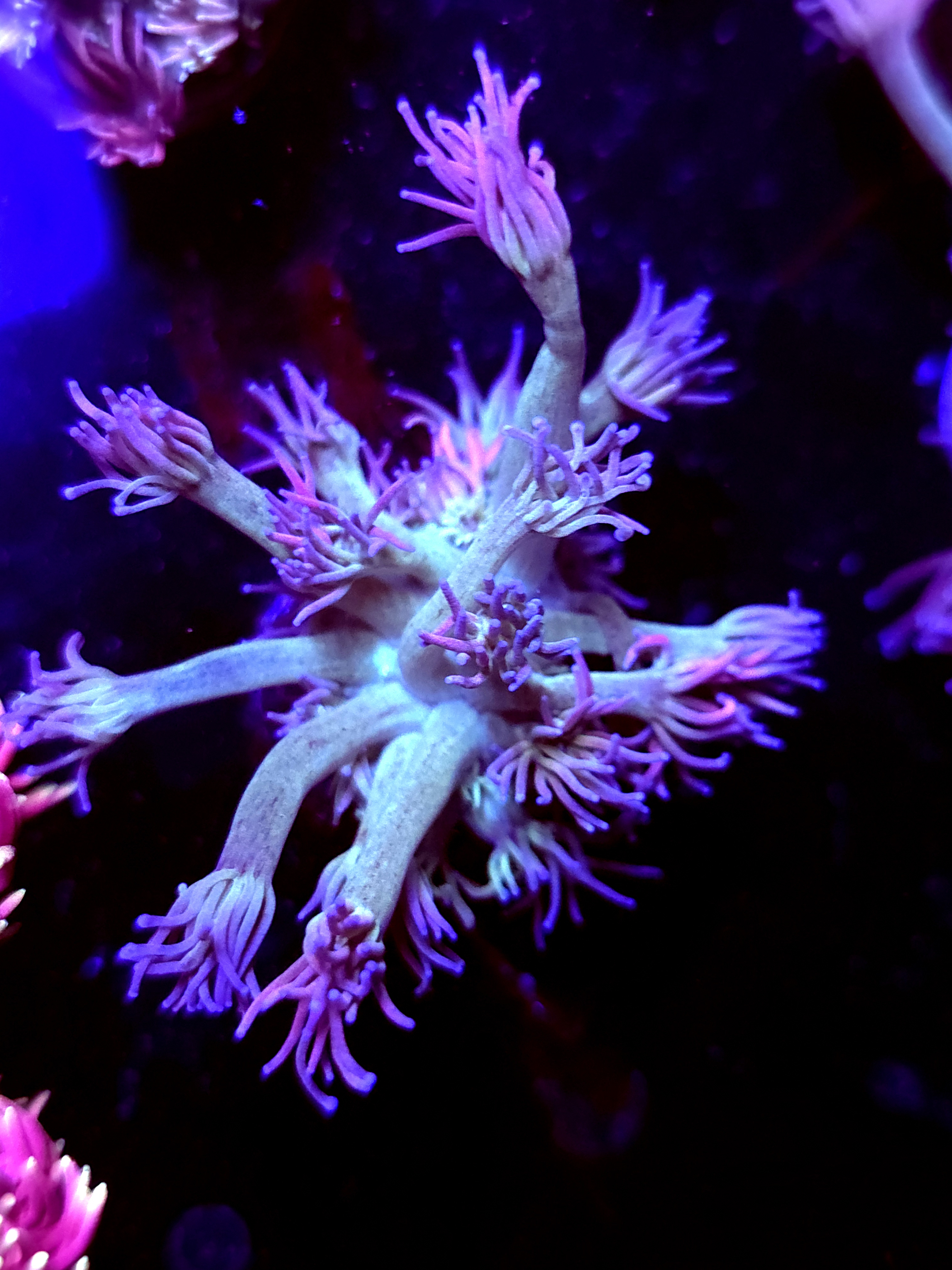 SBB "Ultra Velvet" Goni Medium