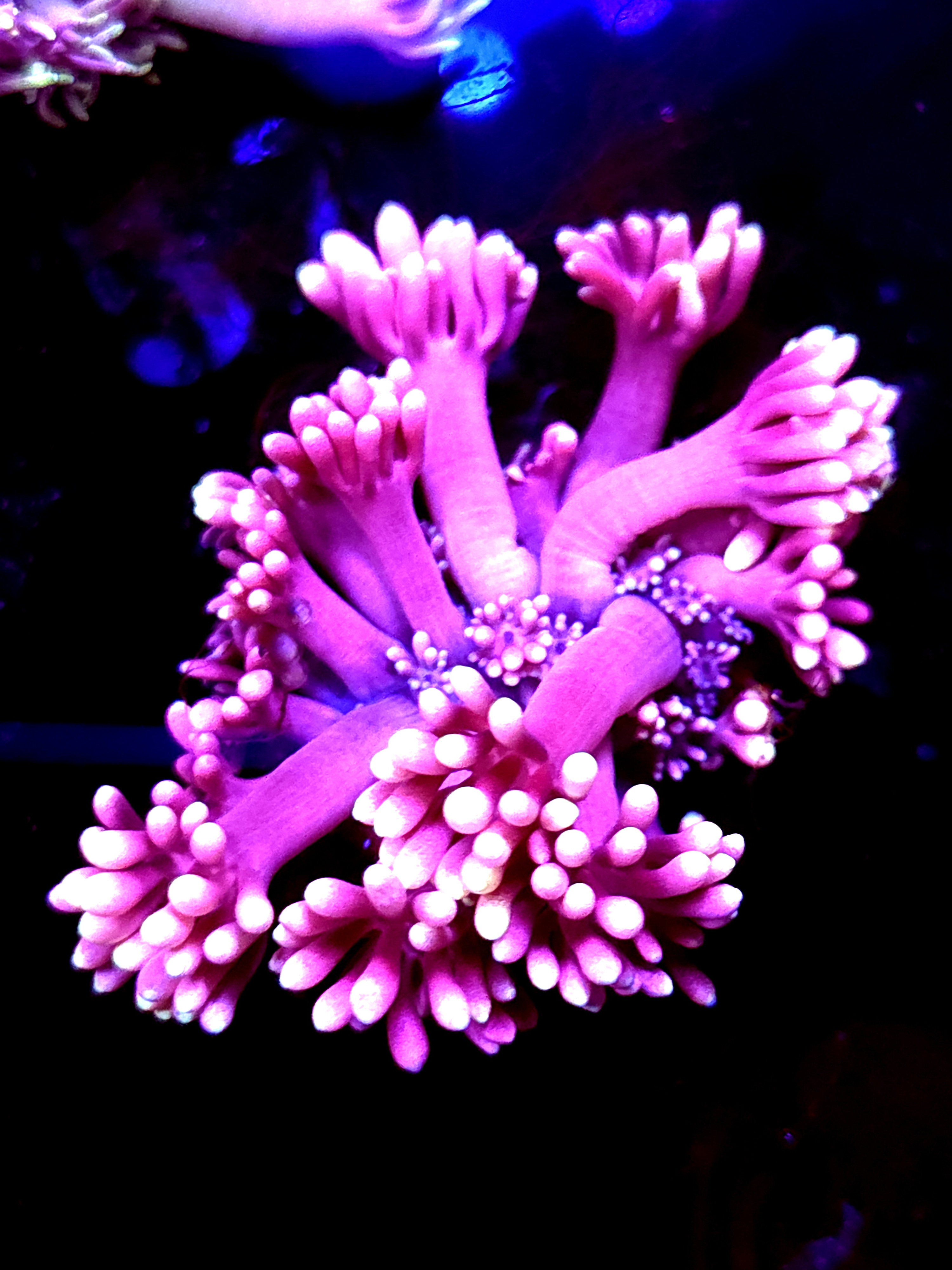 SBB "Candy Havoc" Goni Medium