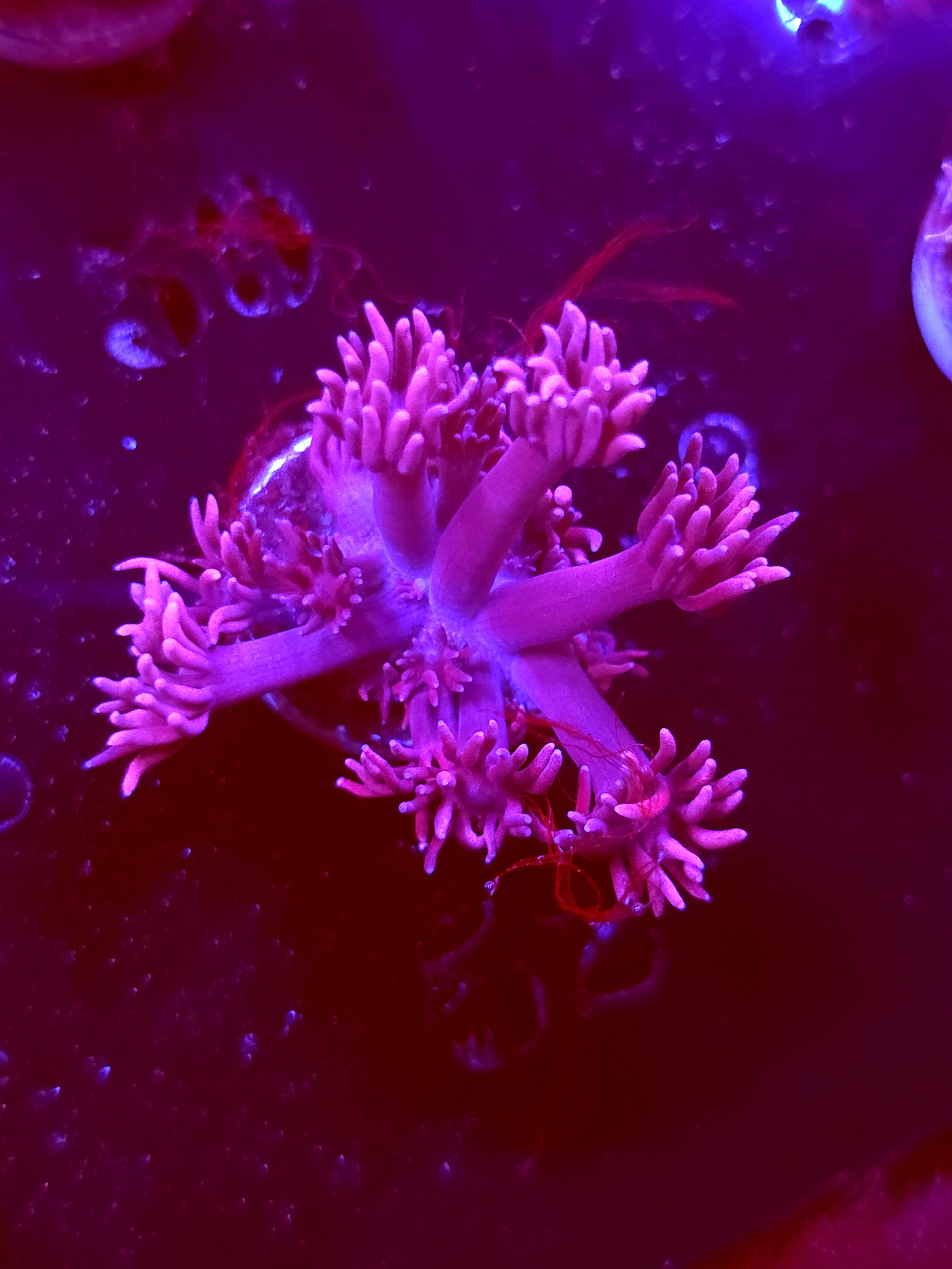 SBB "Twinkle Garden" Goni Medium