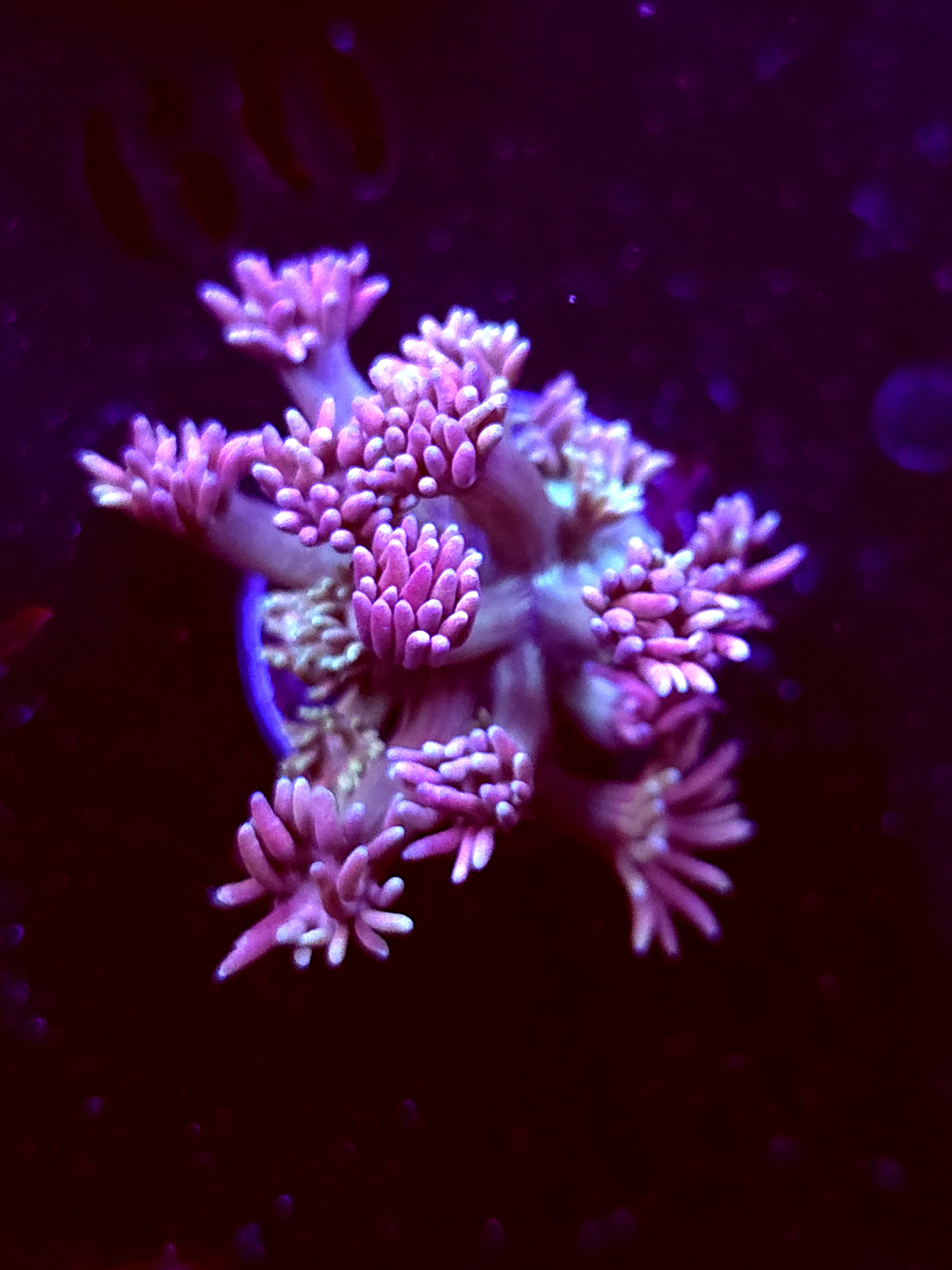 SBB "Halo Munch" Goni Medium