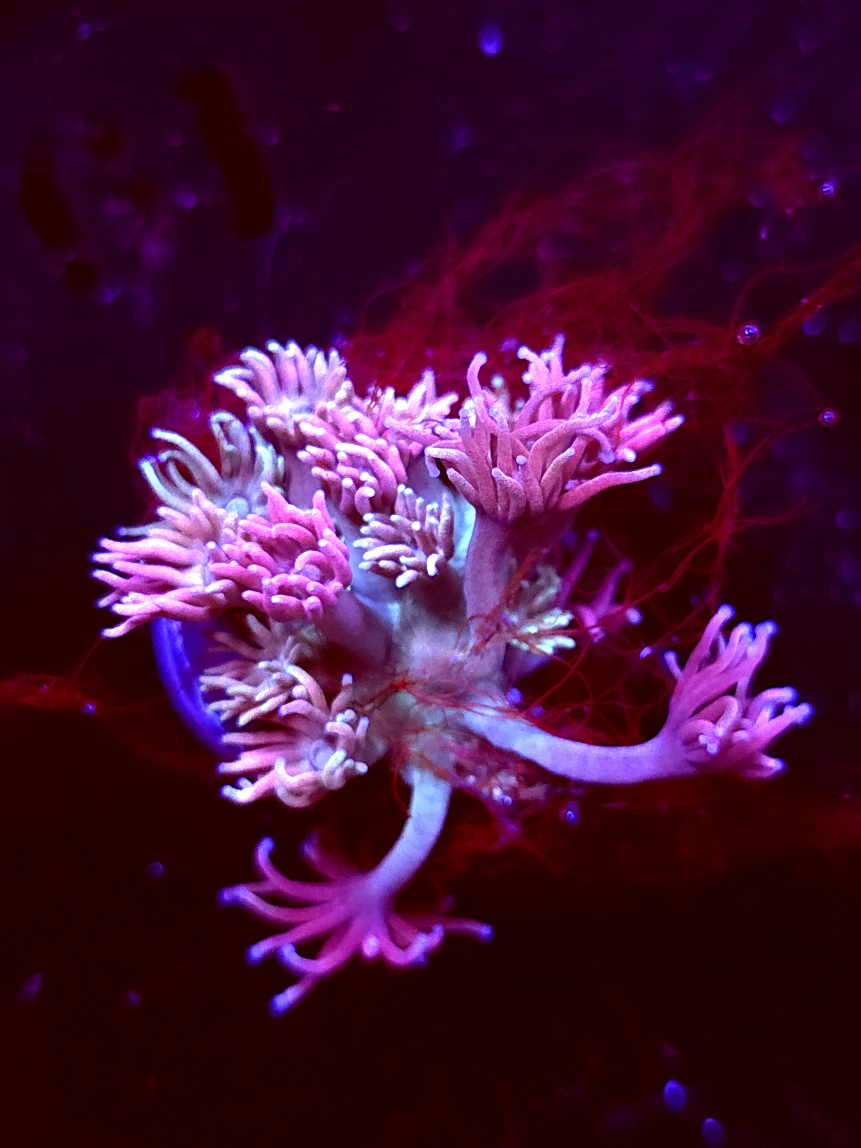 SBB "Bubble Nectar" Goni Small