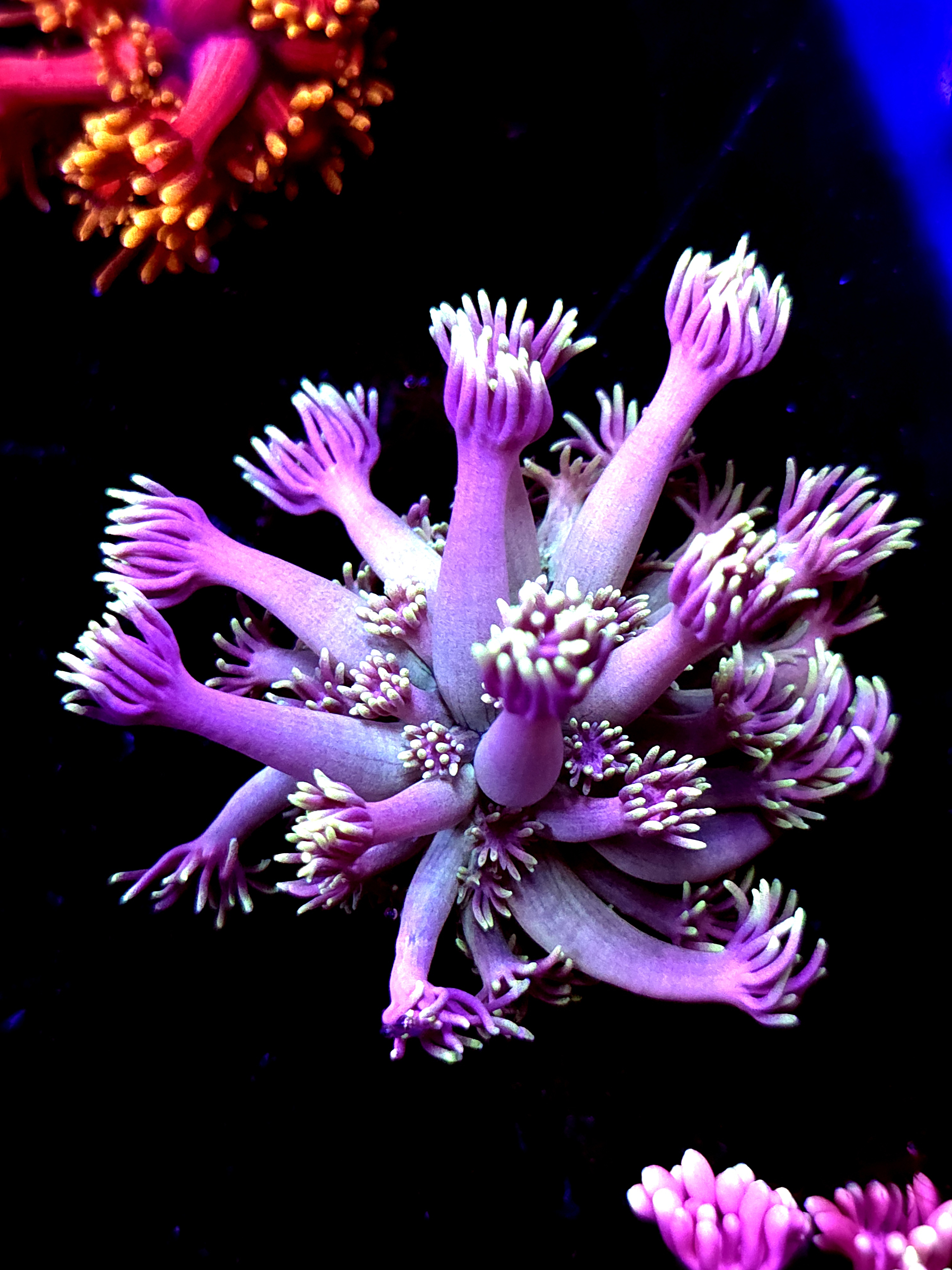 SBB "Sun Shadow" Goni Large