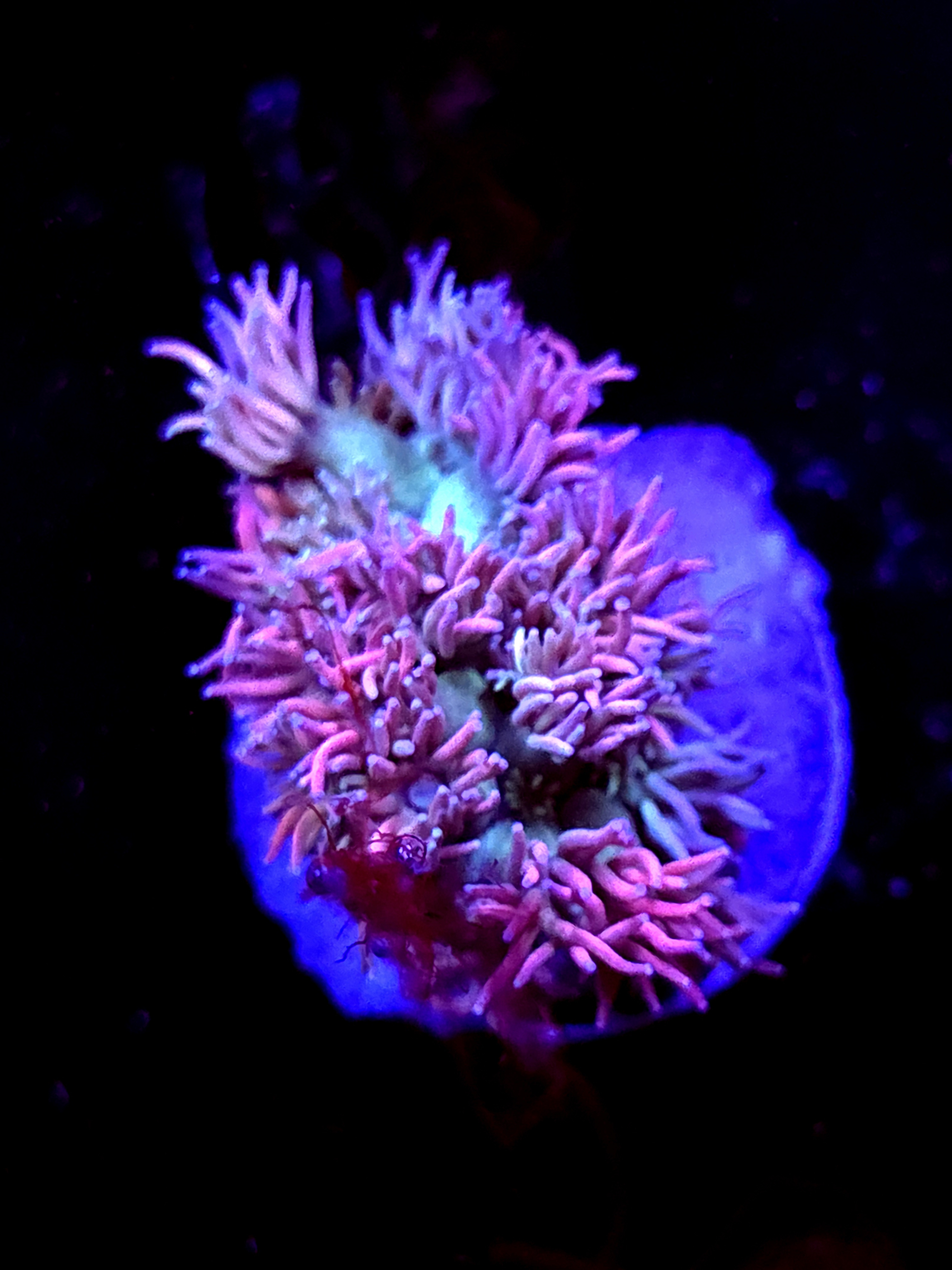 SBB "No Name" Goni Medium