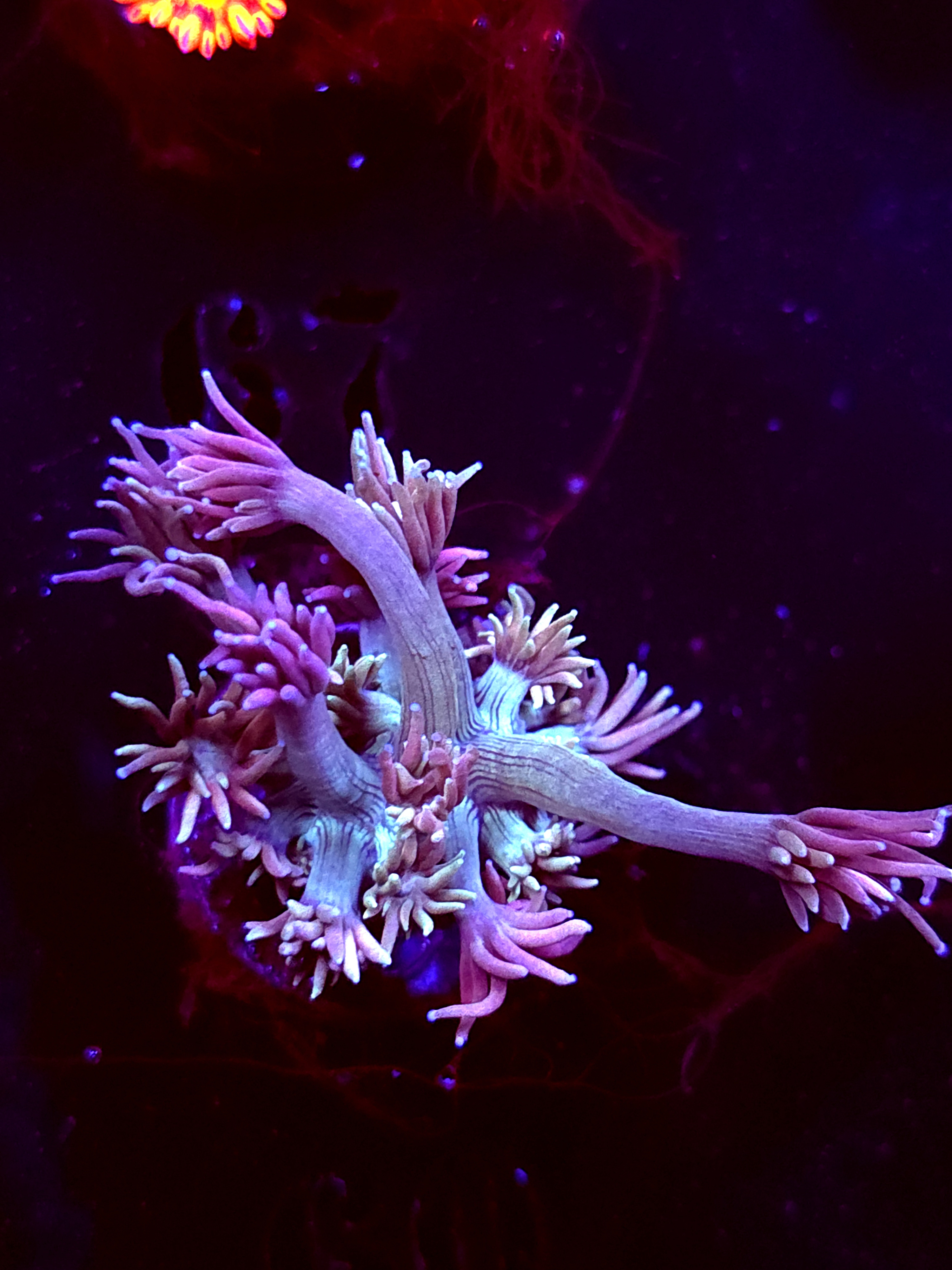 SBB "Halo Munch" Goni Medium