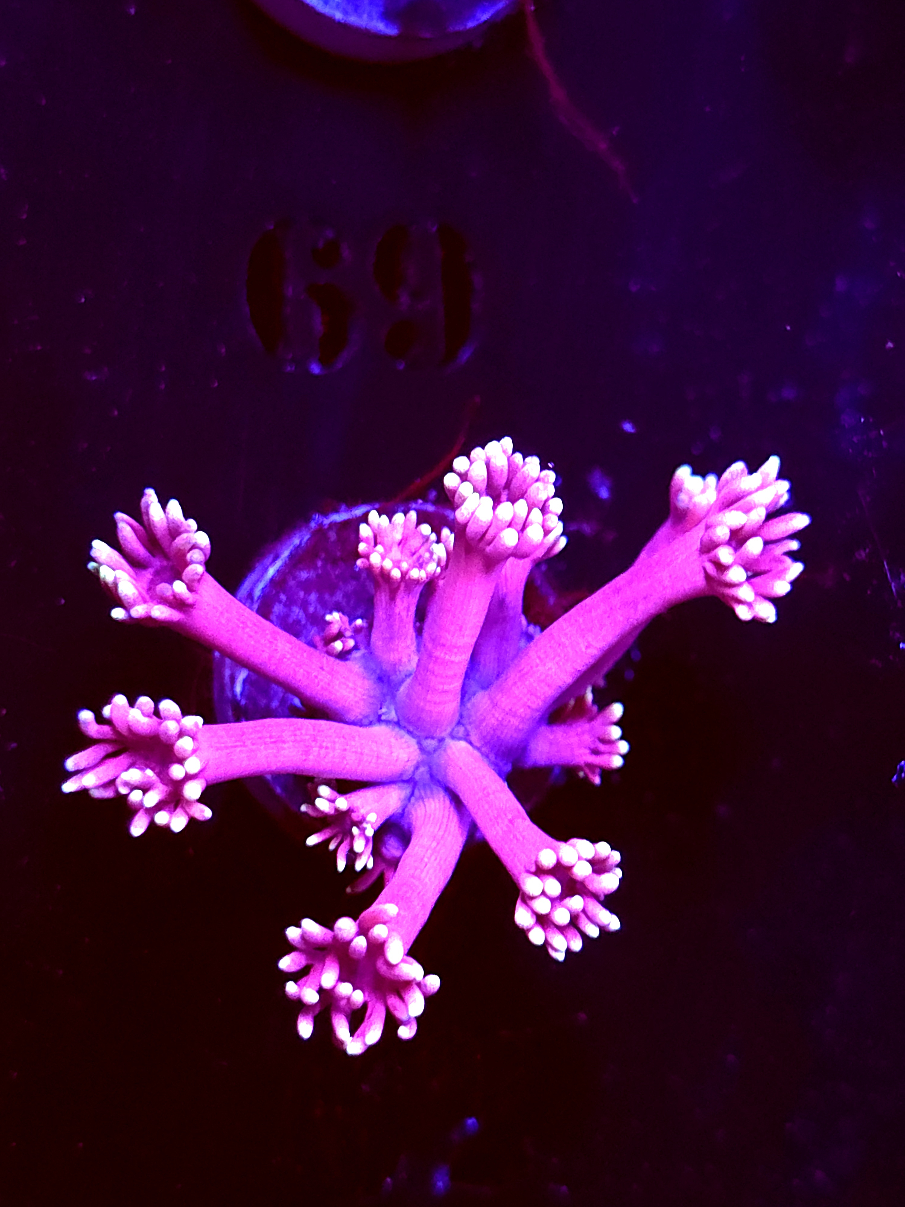 SBB "Hypno Reef" Goni Small