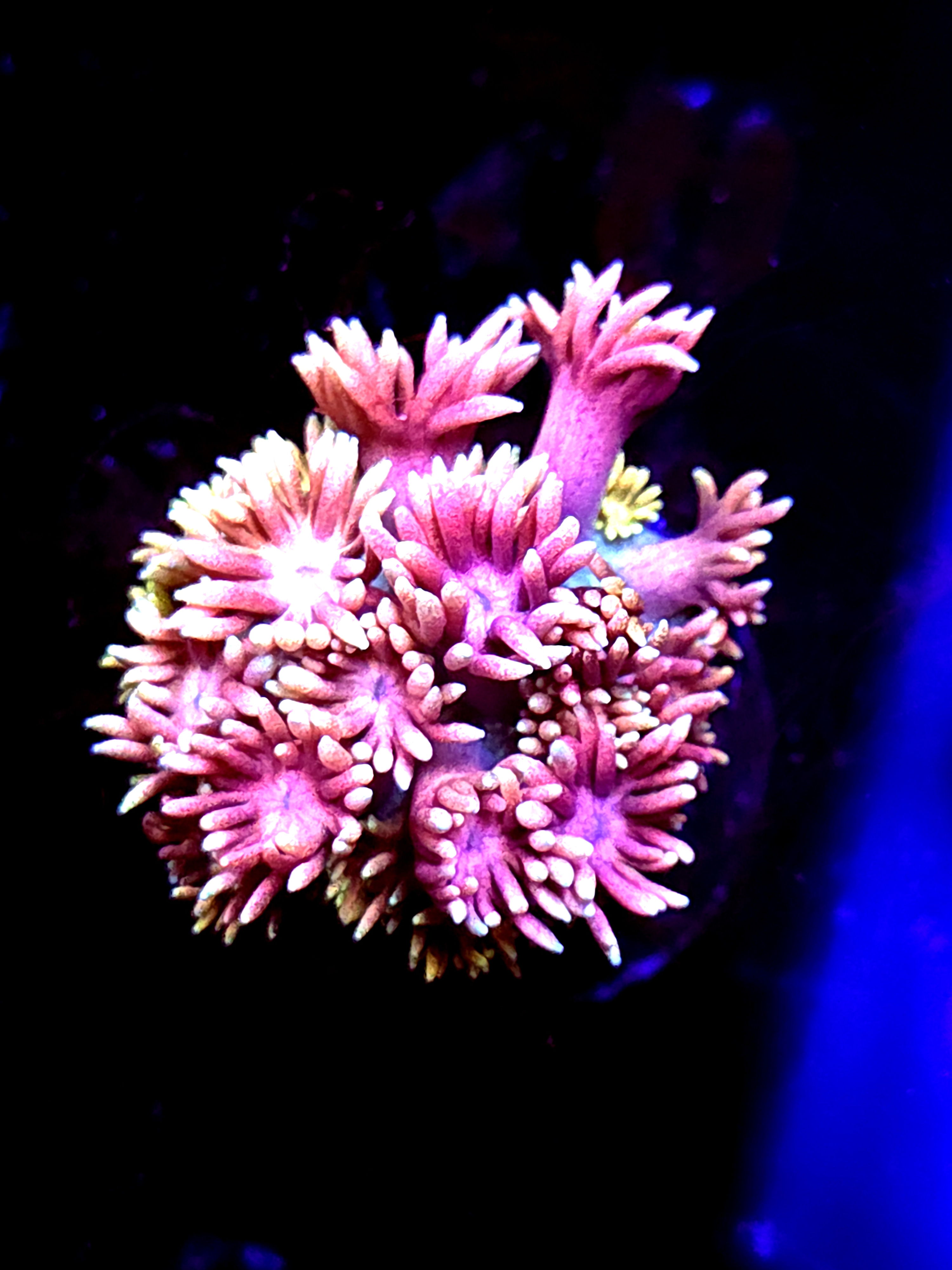 SBB "Rainbow Potion" Goni Large