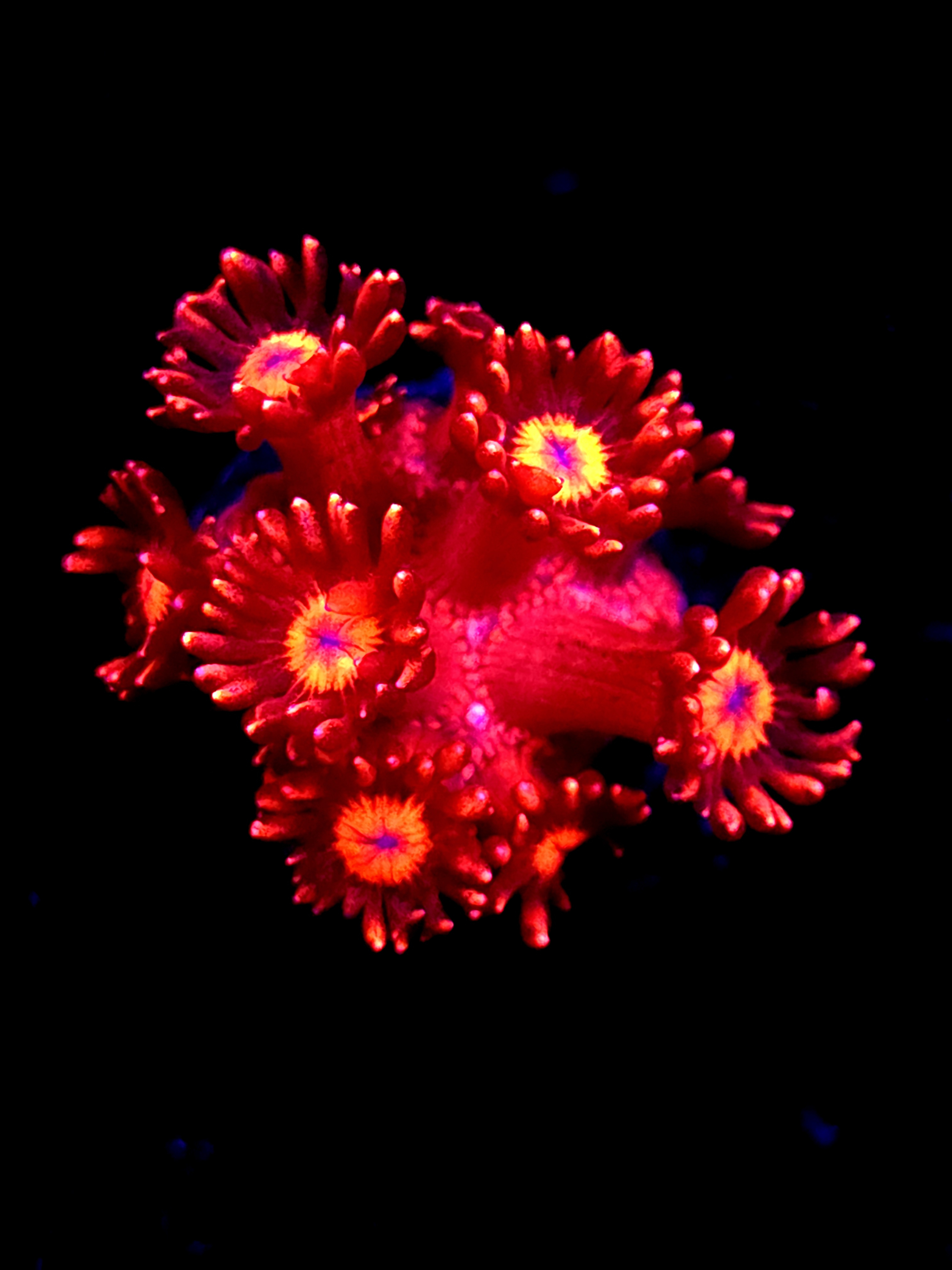 SBB "Titans Gaze" Goni Medium