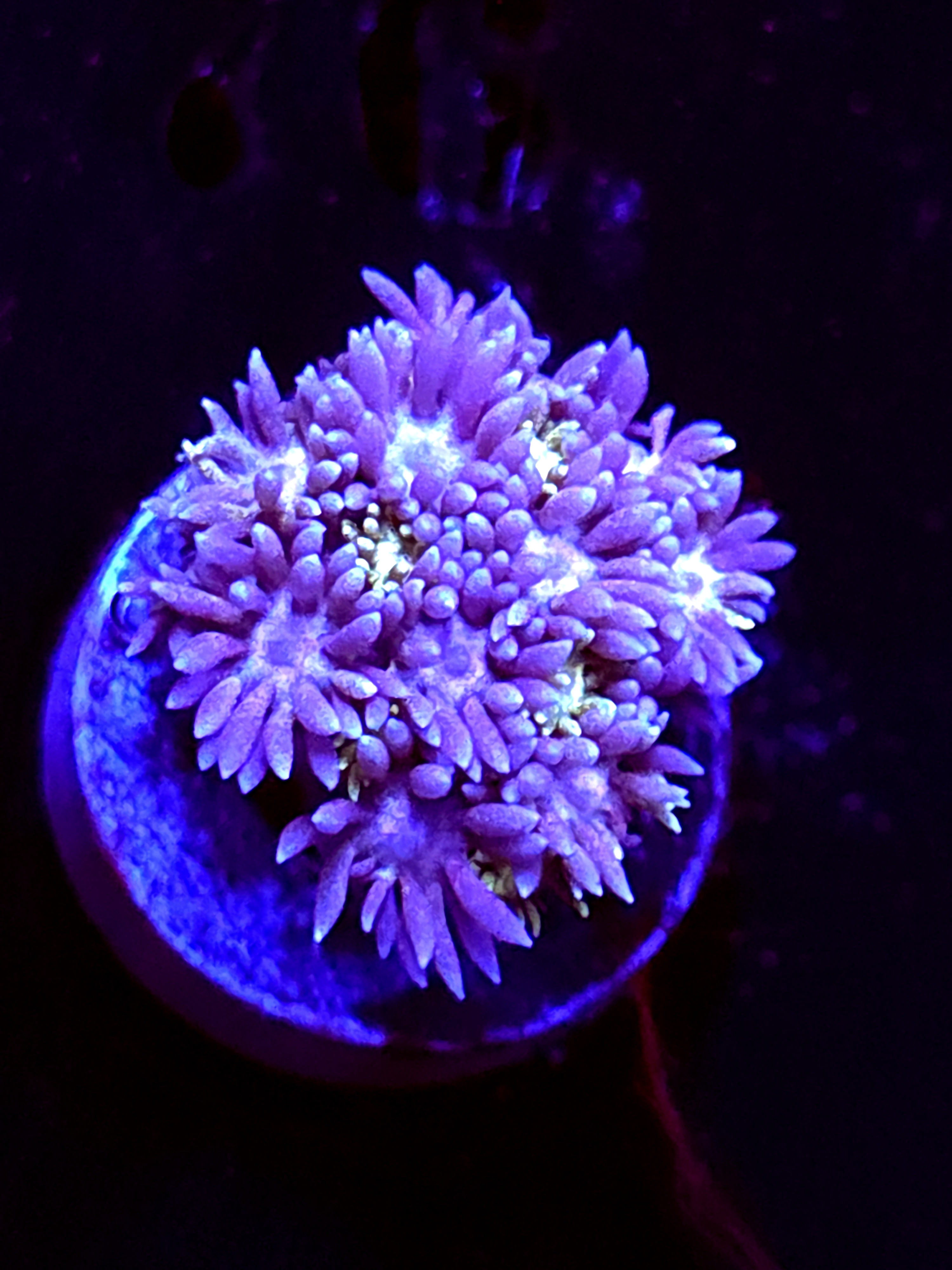 SBB "Blue Rainbow" Goni Medium