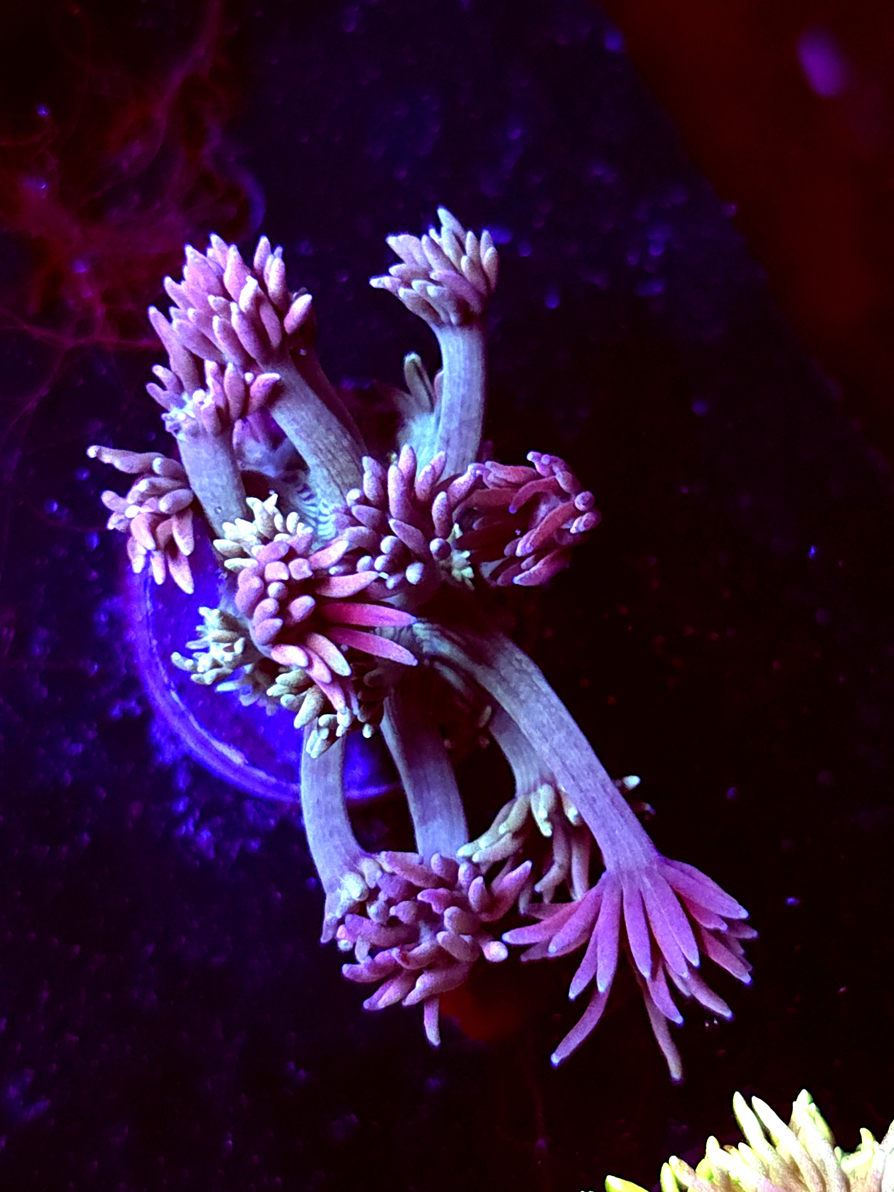 SBB "Halo Munch" Goni Medium