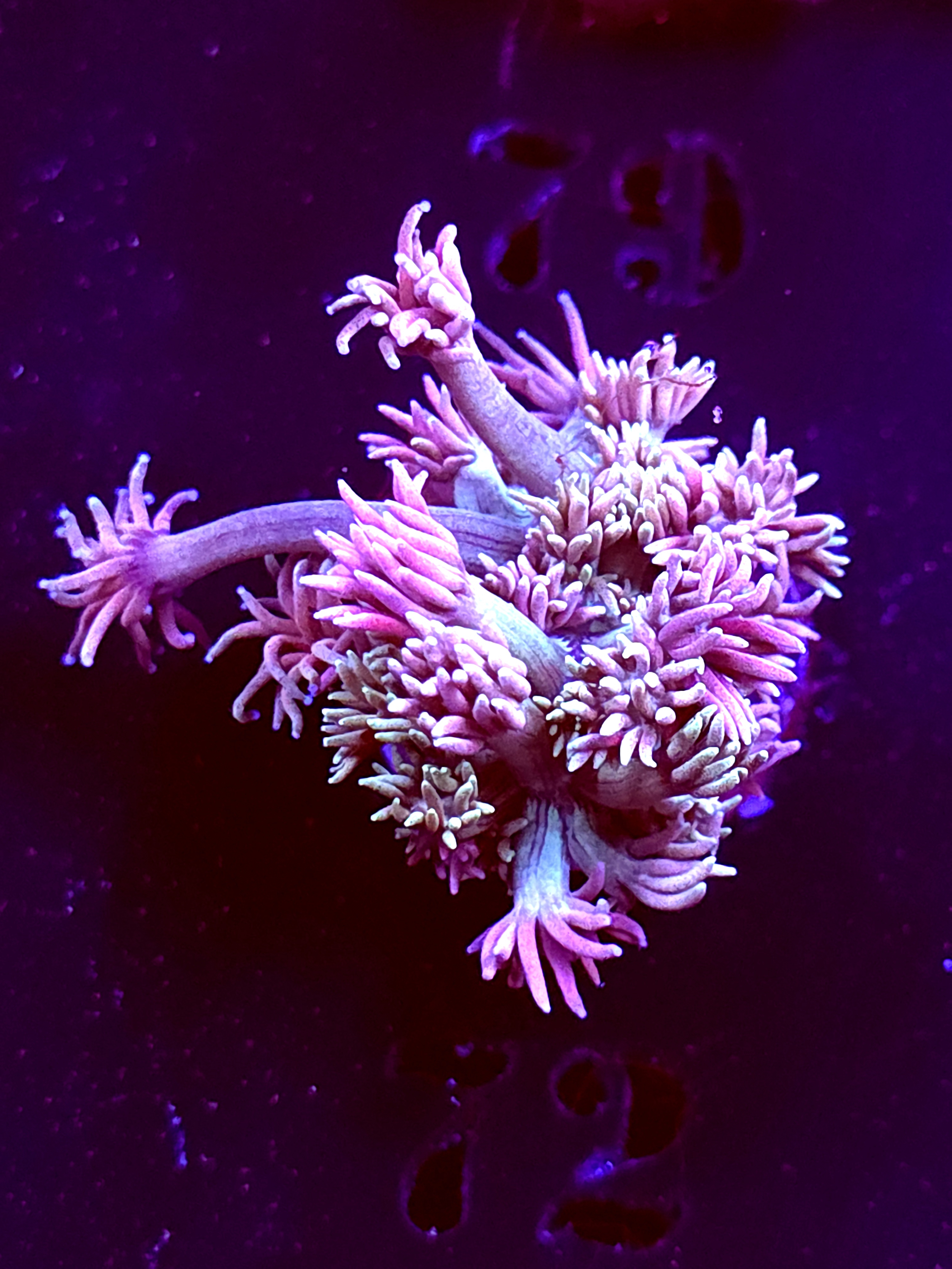 SBB "Halo Munch" Goni Medium