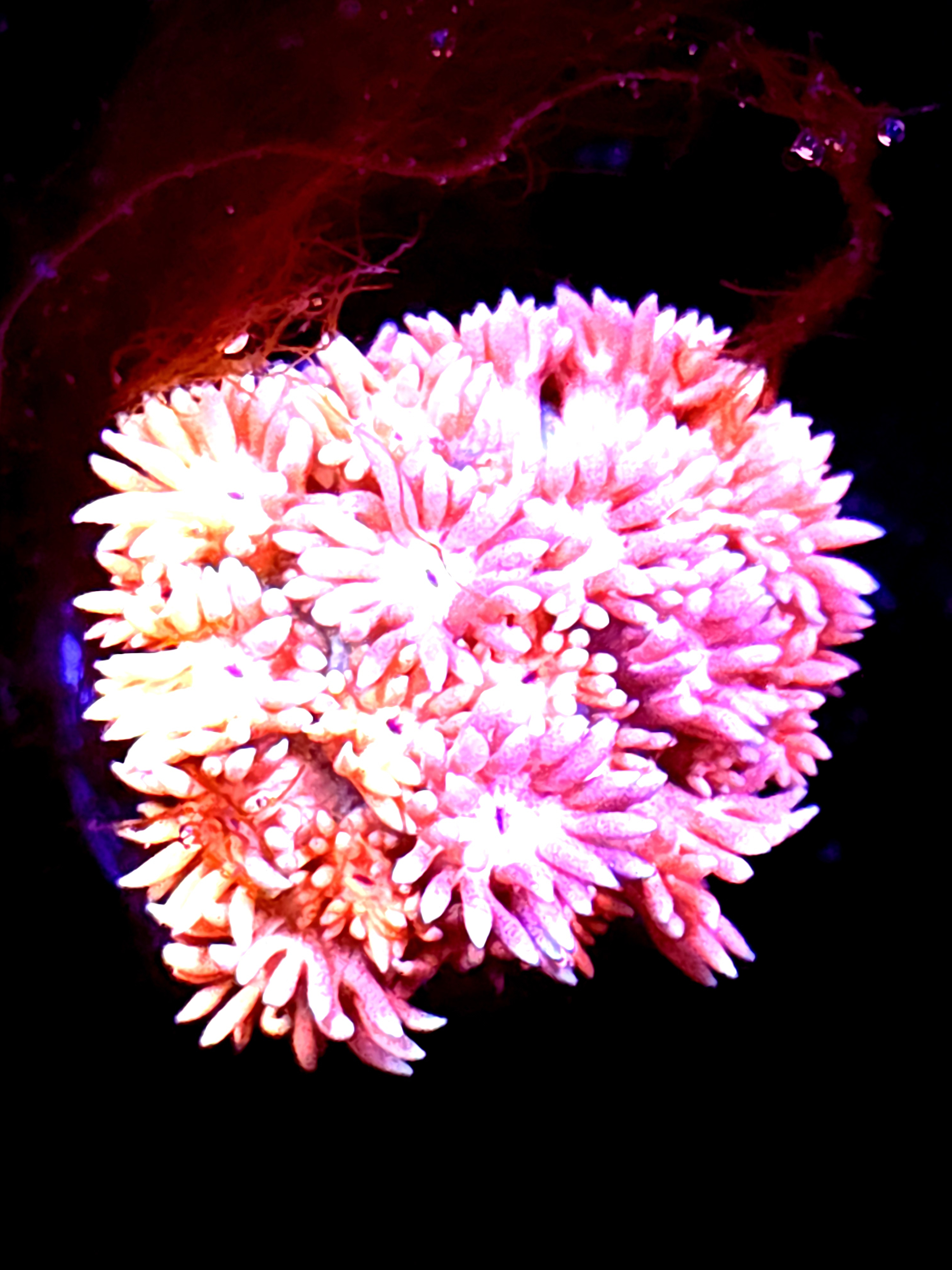 SBB "Rift Walker" Goni Large