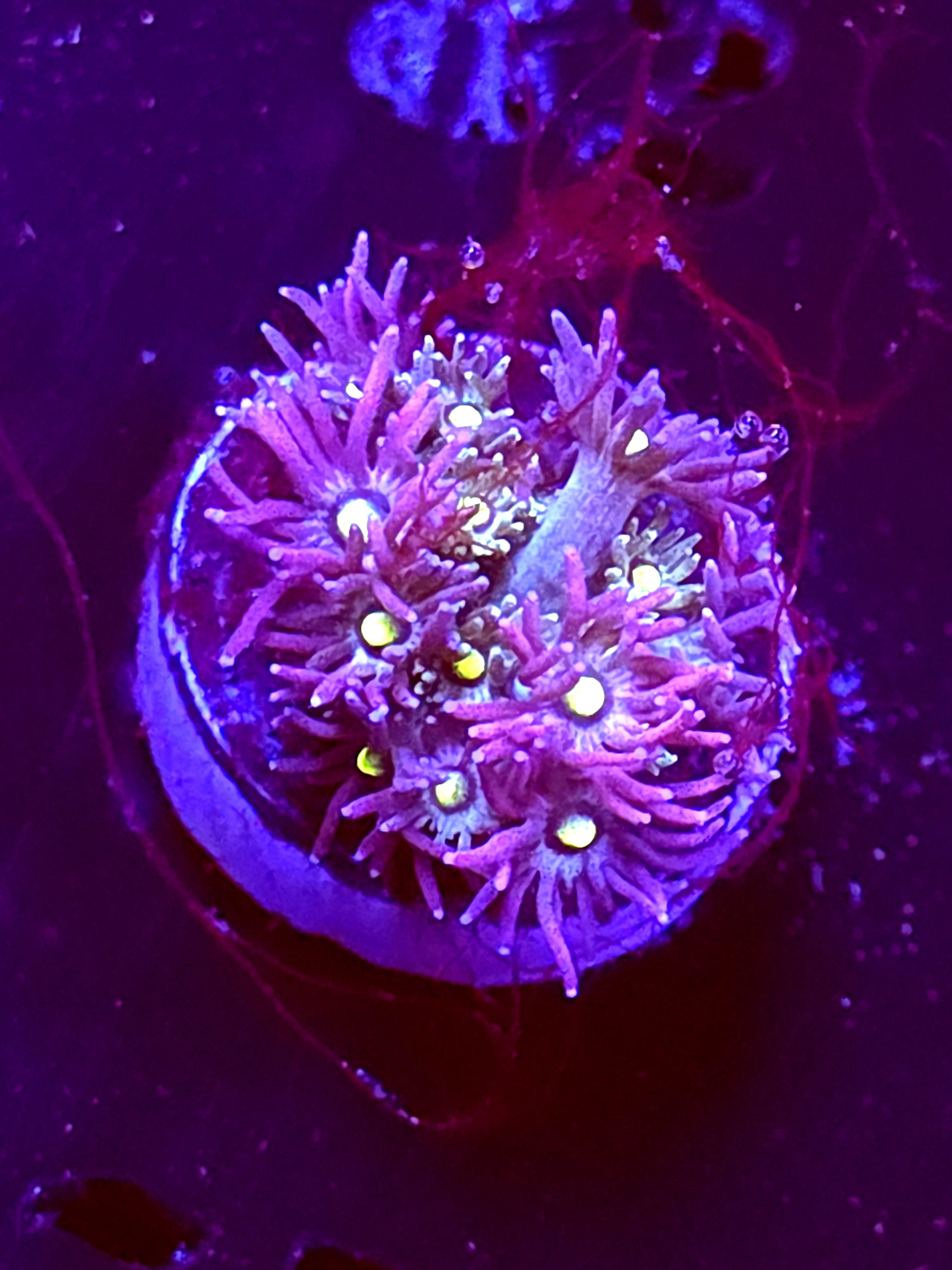 SBB "Zen Pedals" Goni Small