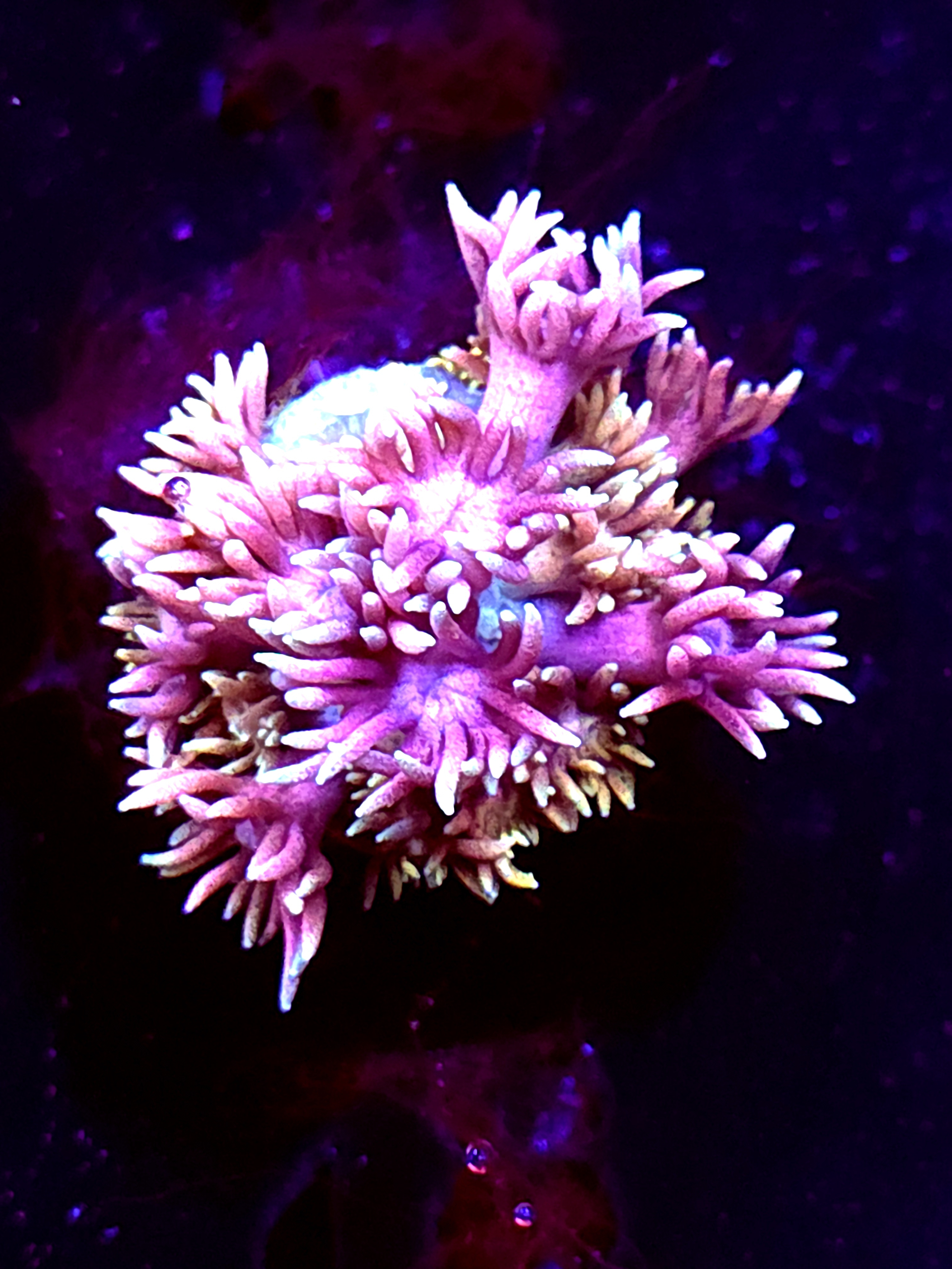 SBB "Rainbow Potion" Goni Medium