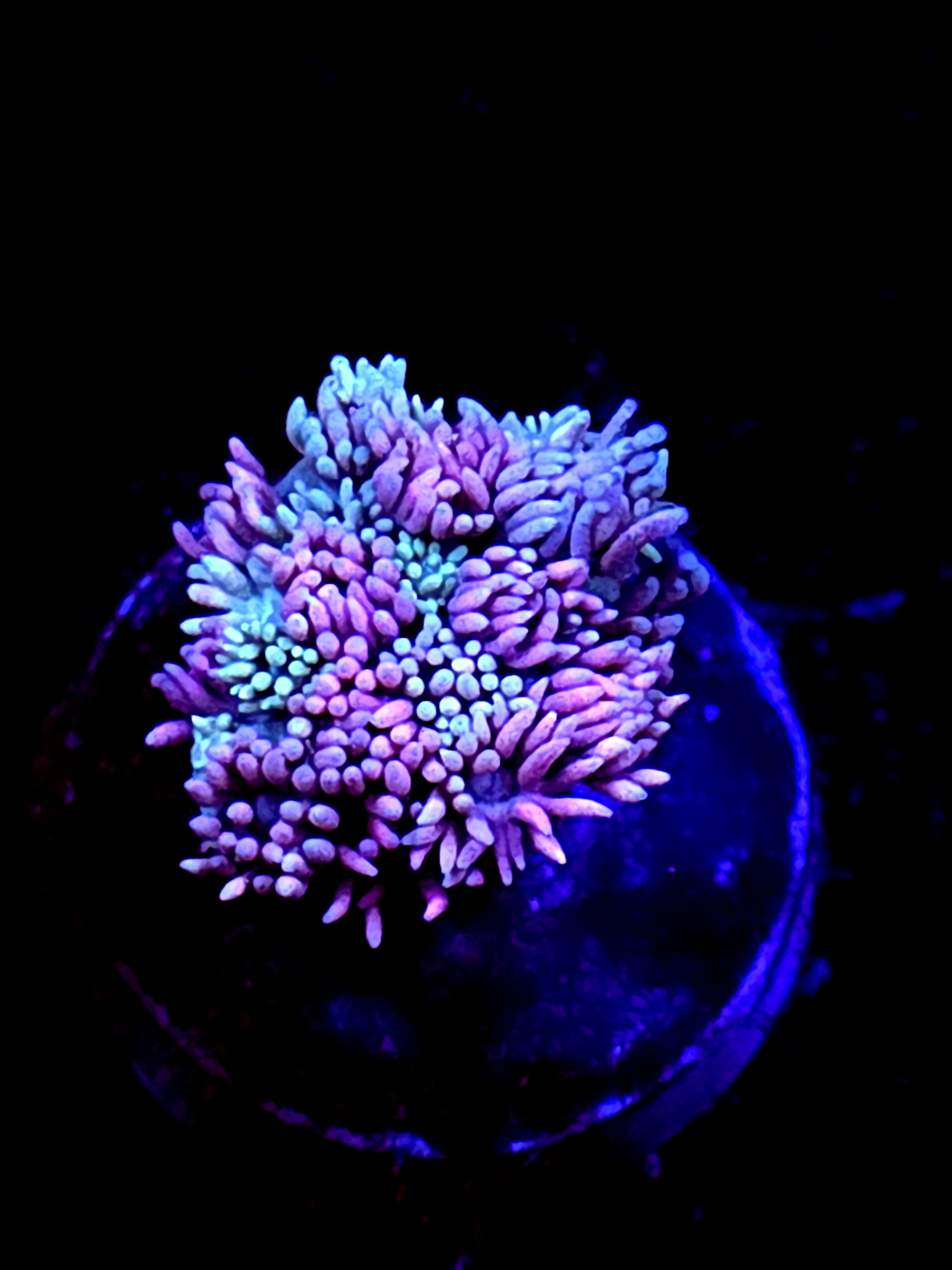 SBB "Bubble Nectar" Goni Small