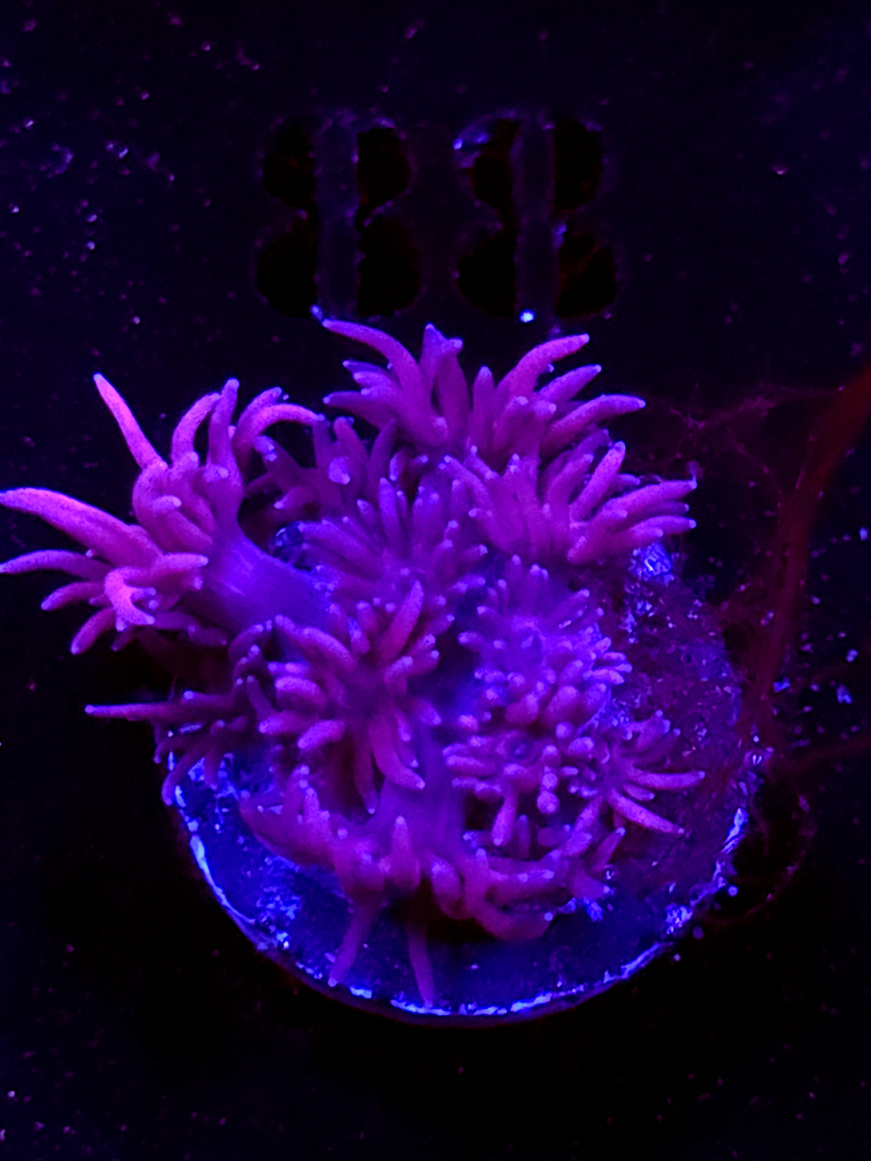 SBB "No Name" Goni Small