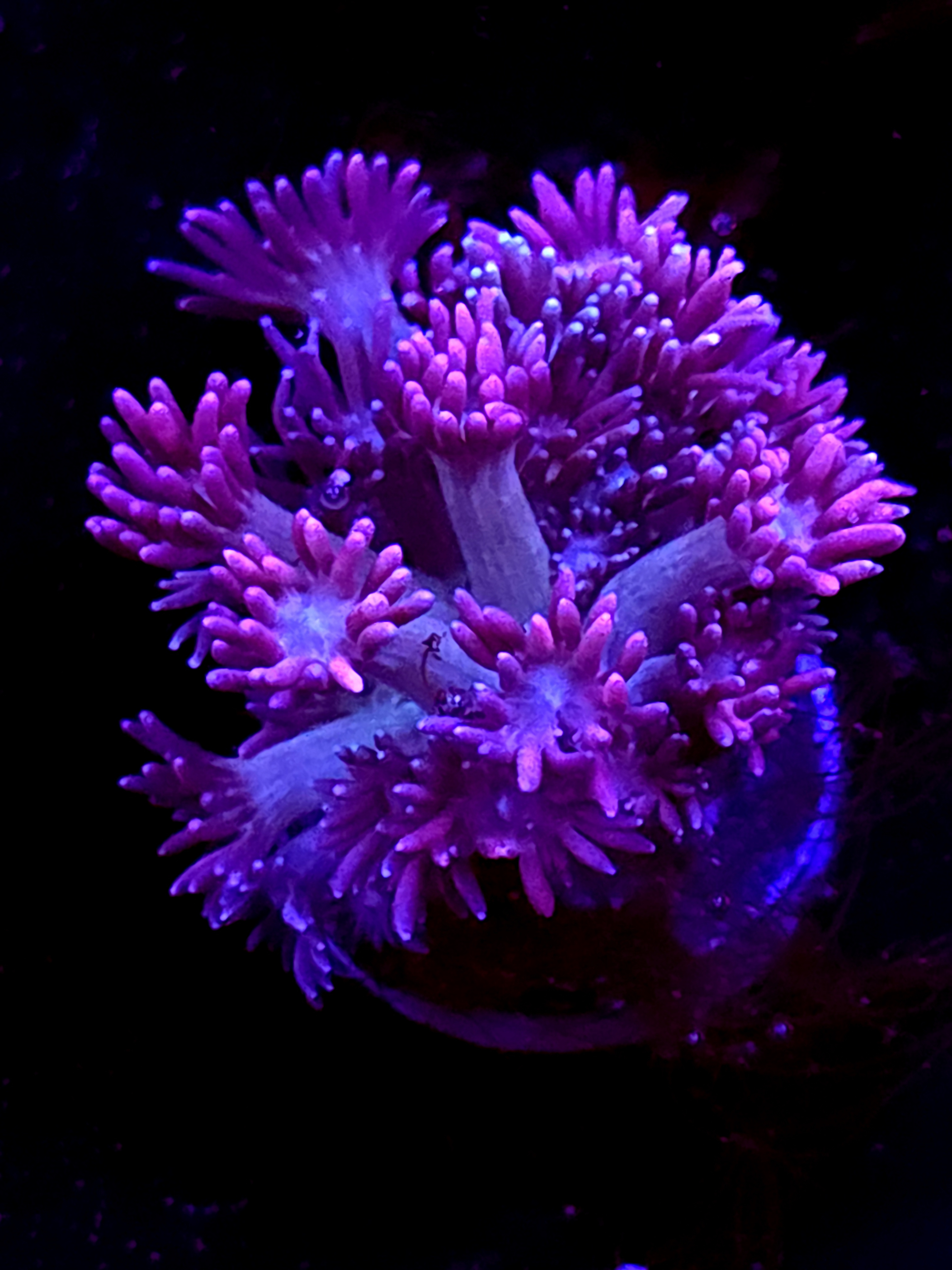 SBB "Mint Drift" Goni Large