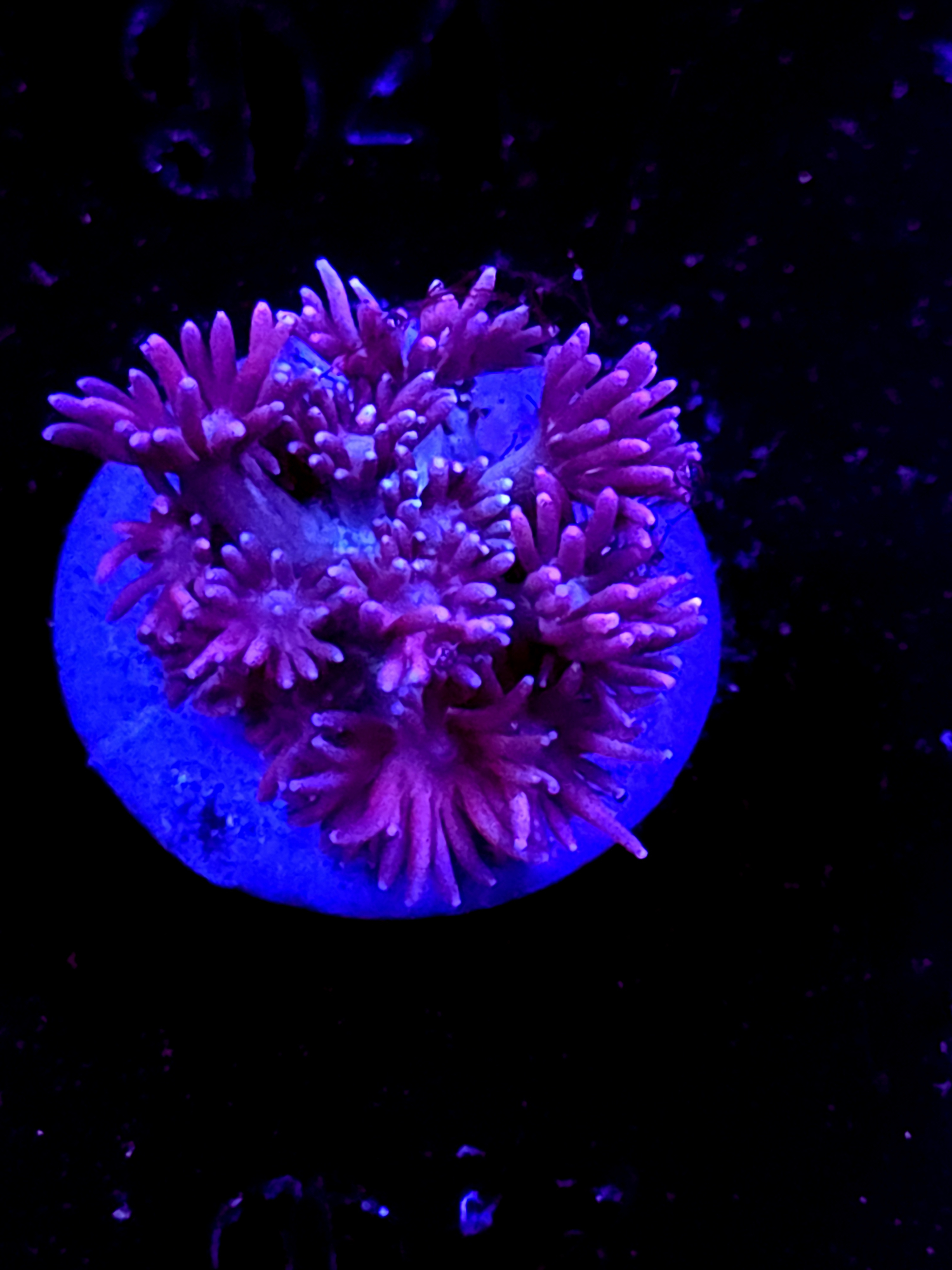 SBB "No Name" Goni Medium