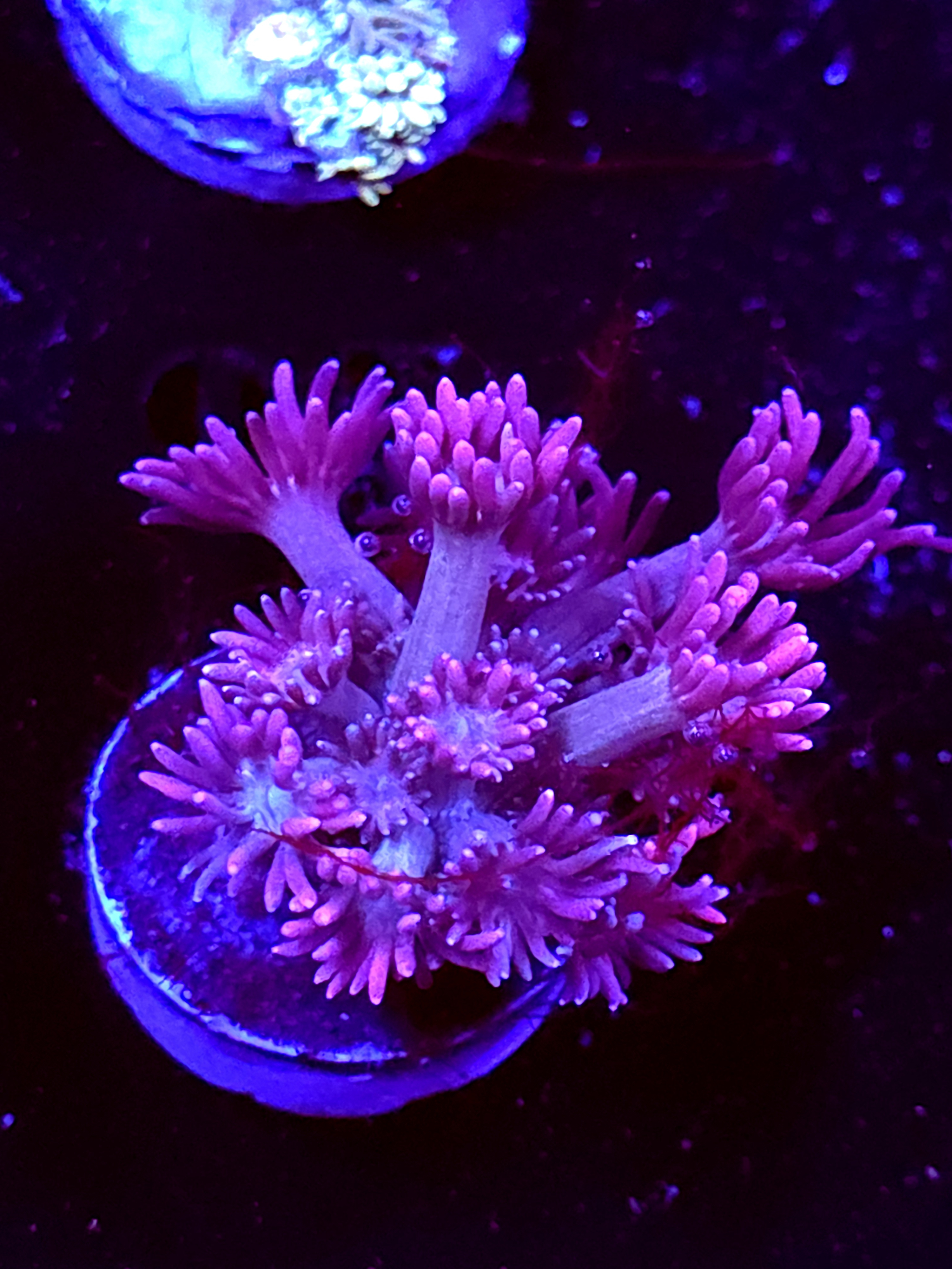 SBB "Mint Drift" Goni Medium