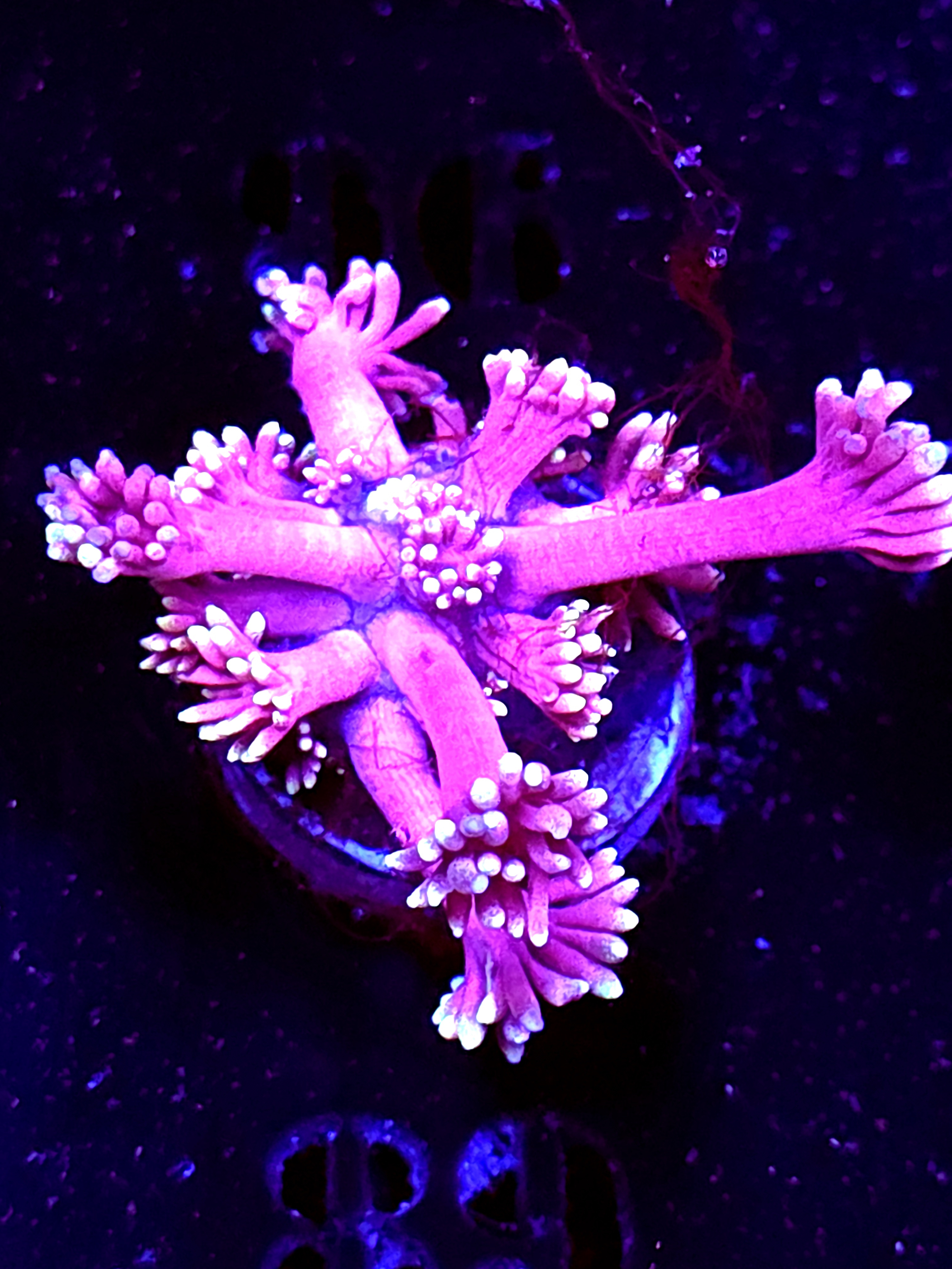 SBB "Hipno Rift" Goni Medium