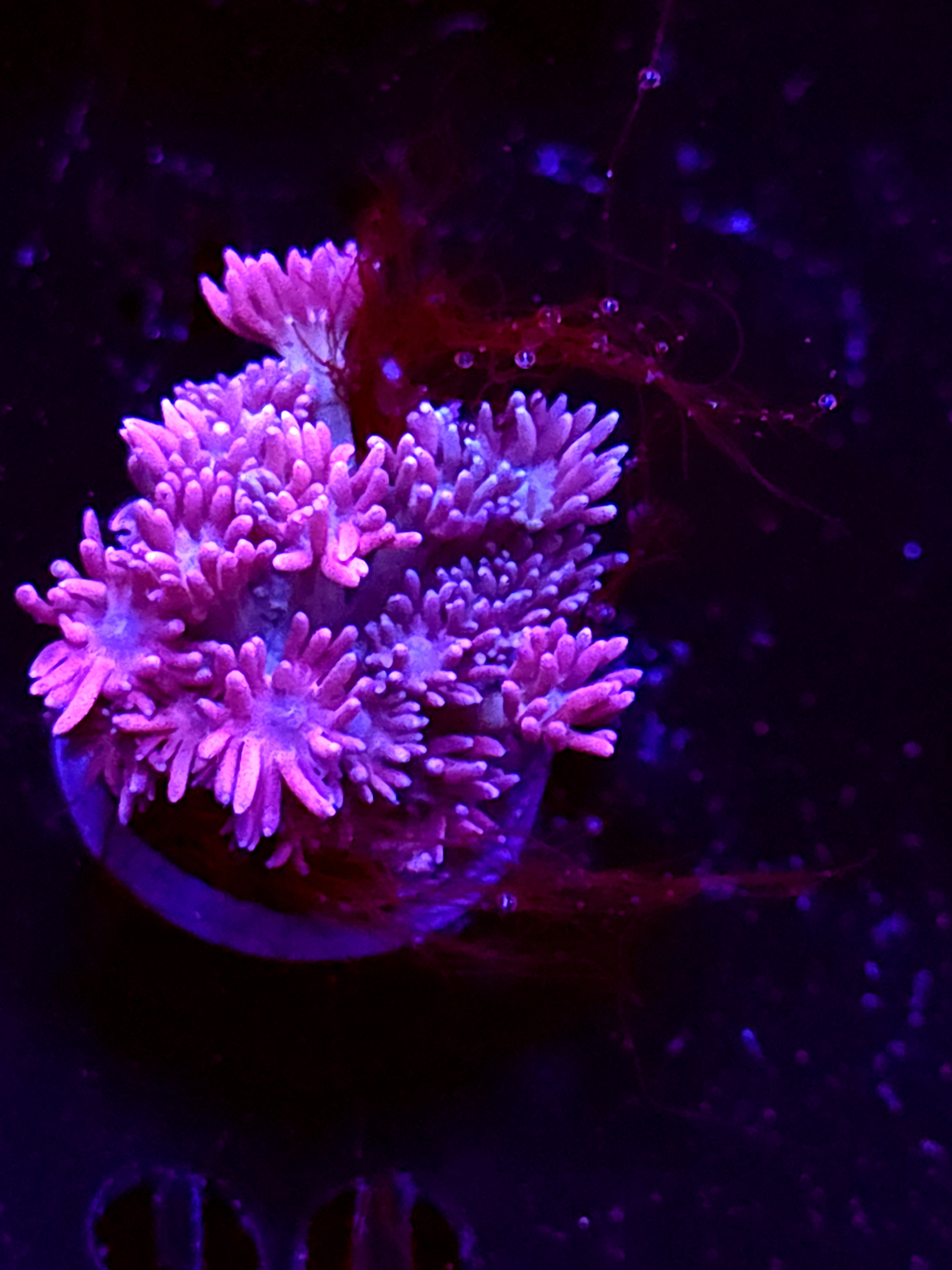 SBB "Mint Drift" Goni Medium