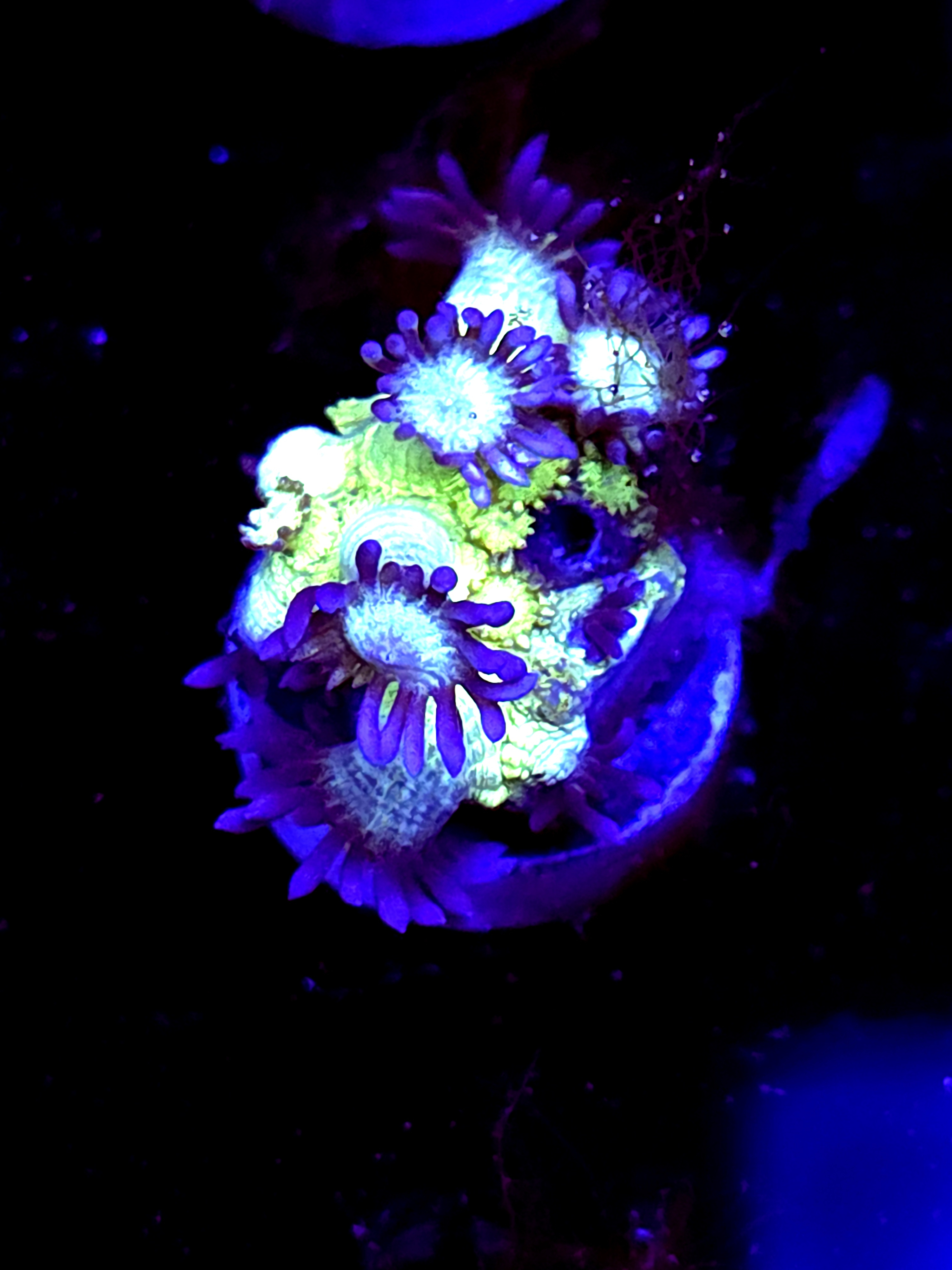 SBB "Mystery Signature" Goni Large