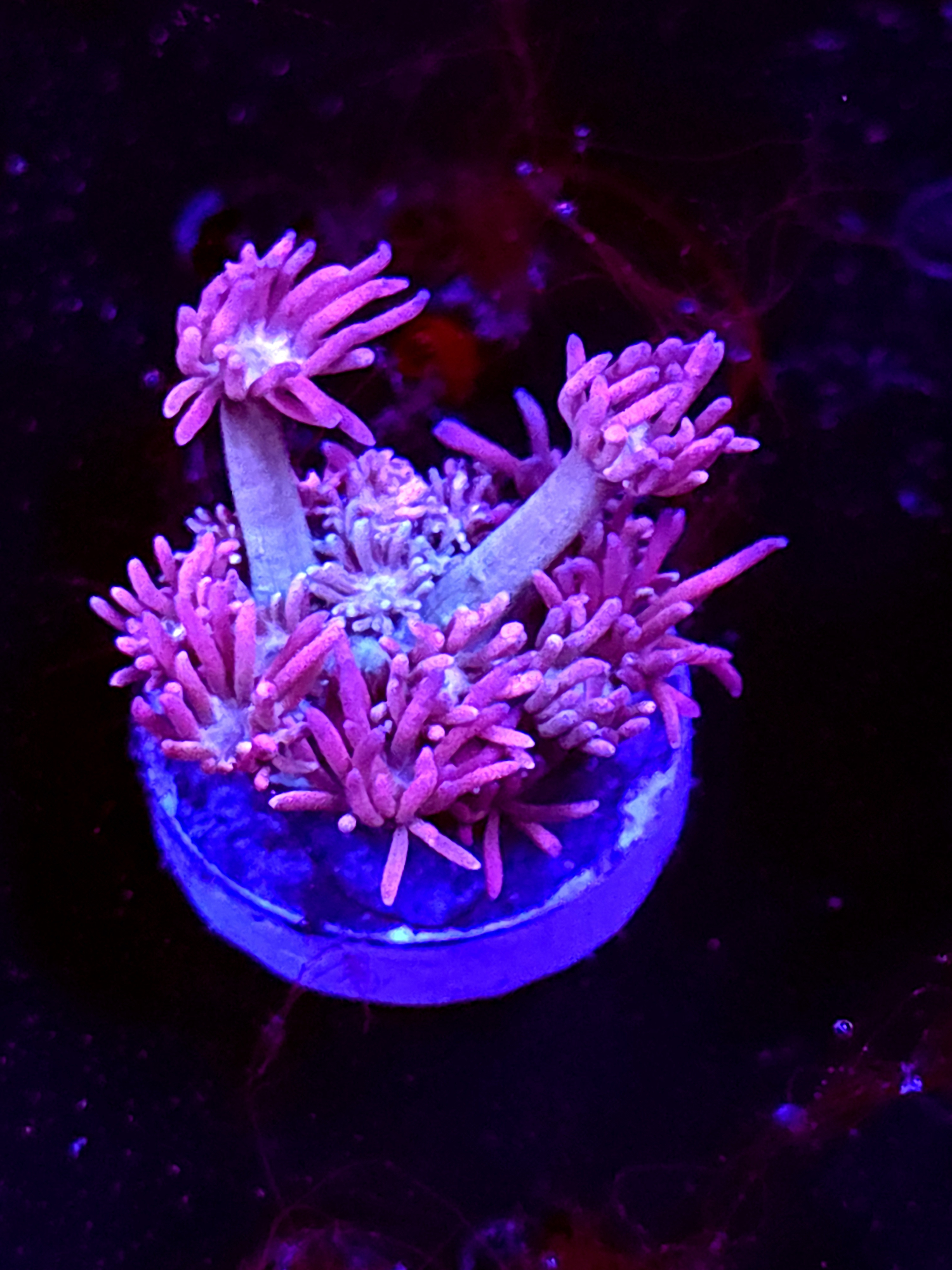 SBB "Citrus Fluff" Goni Medium