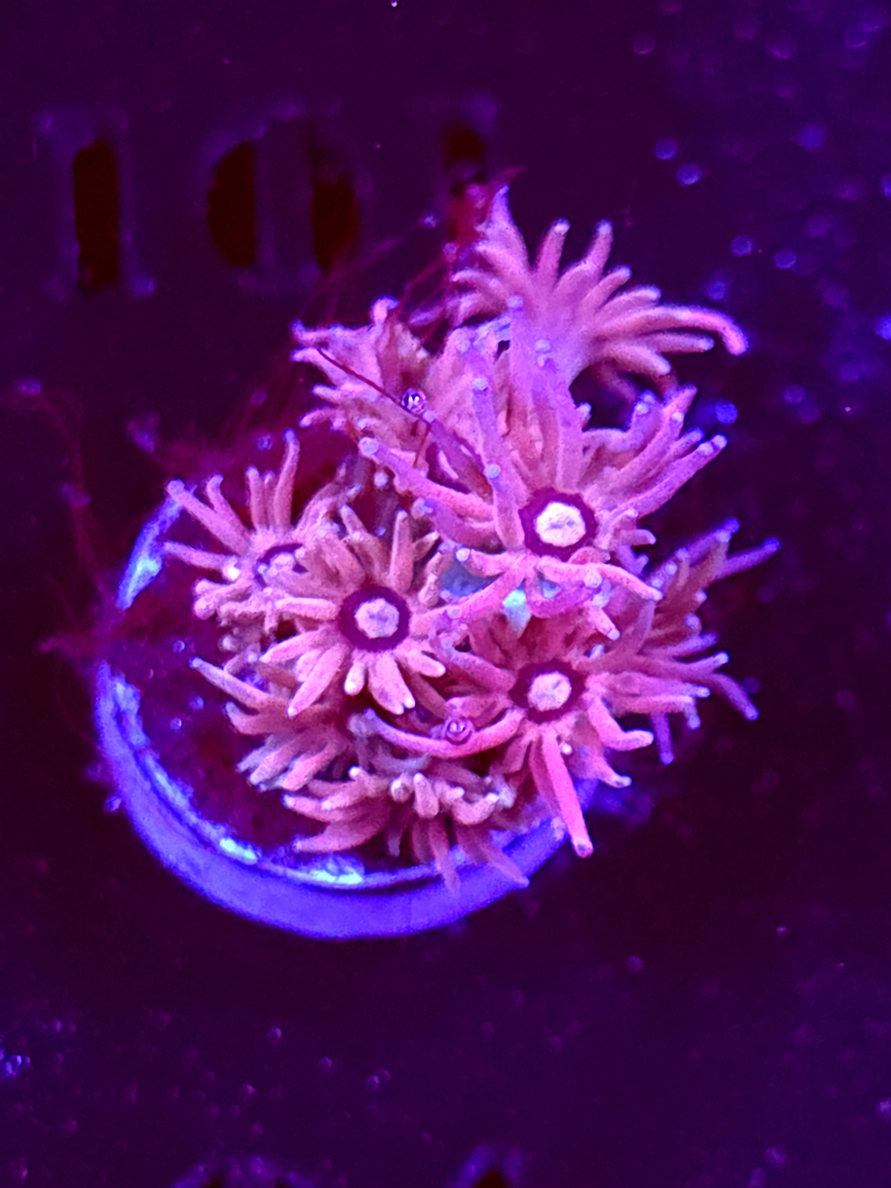 SBB "Solar Gummy" Goni Medium