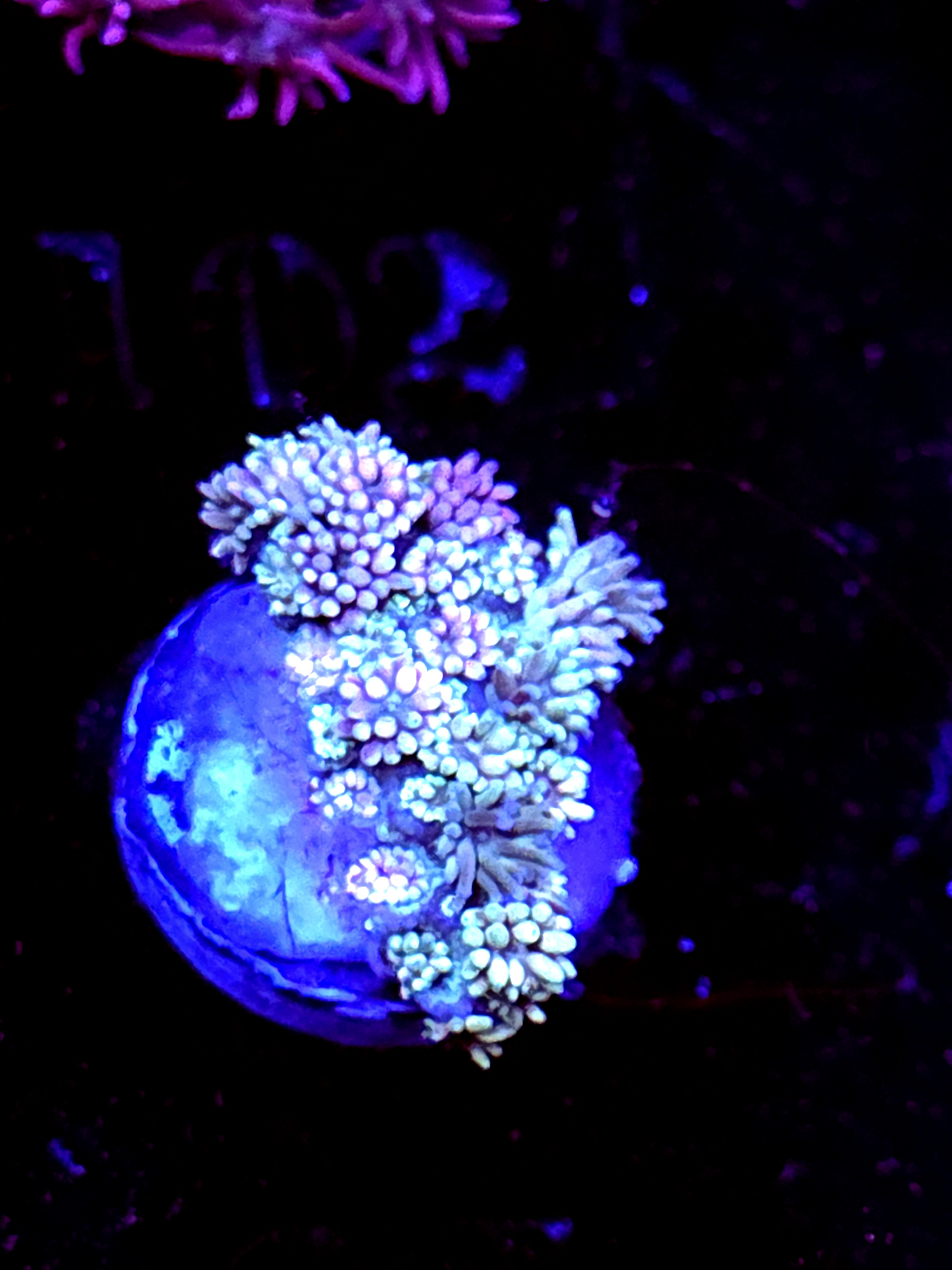 SBB "No Name" Goni Medium