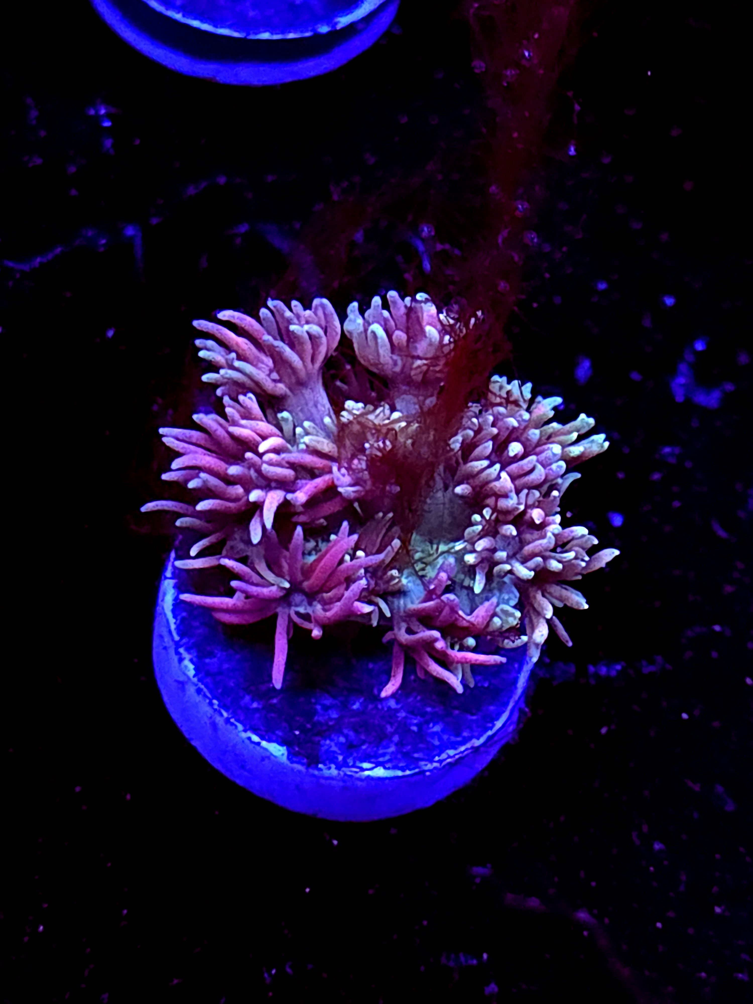 SBB "Mystery Signature" Goni Medium