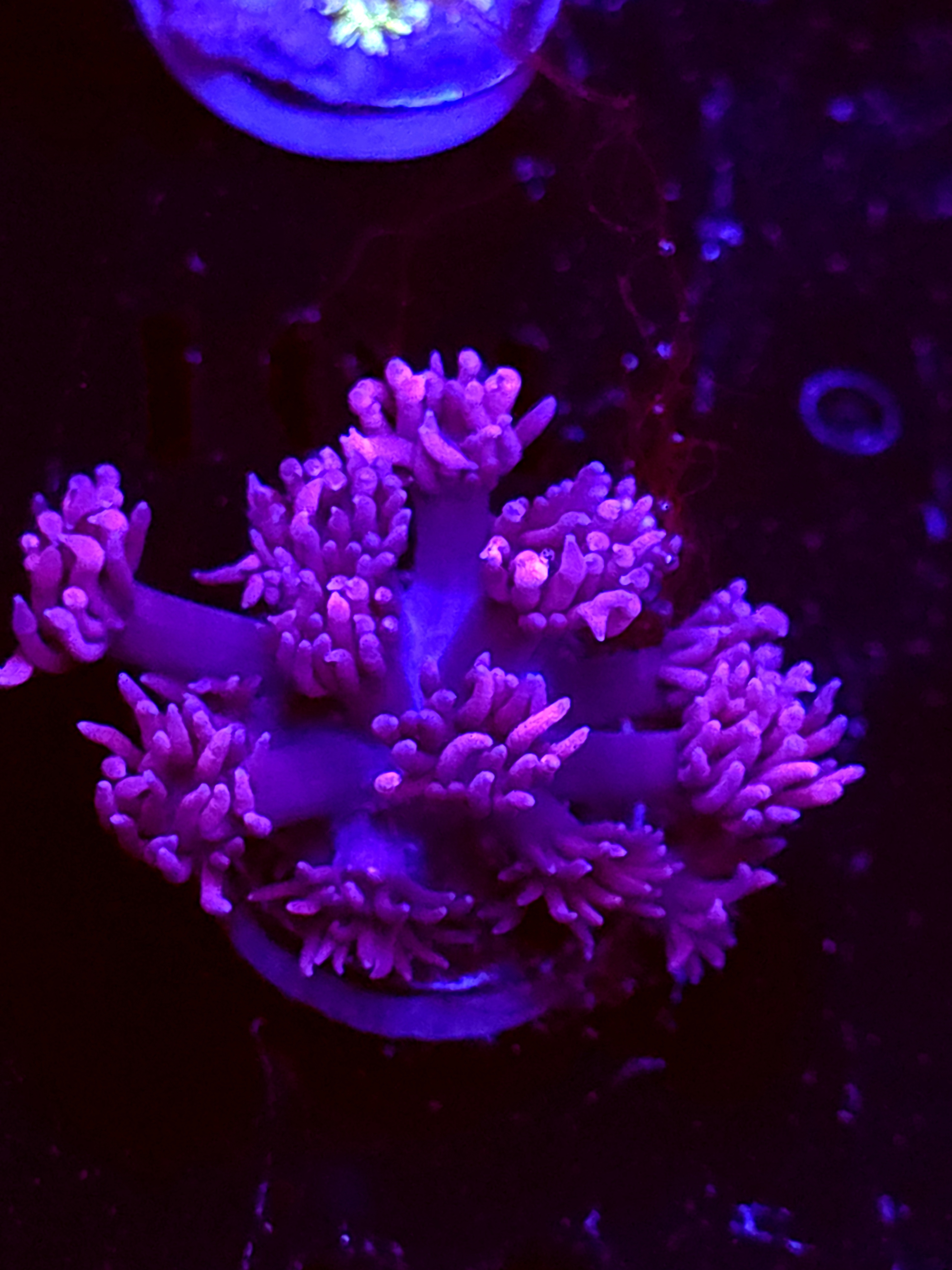 SBB "Twinkle Garden" Goni Medium