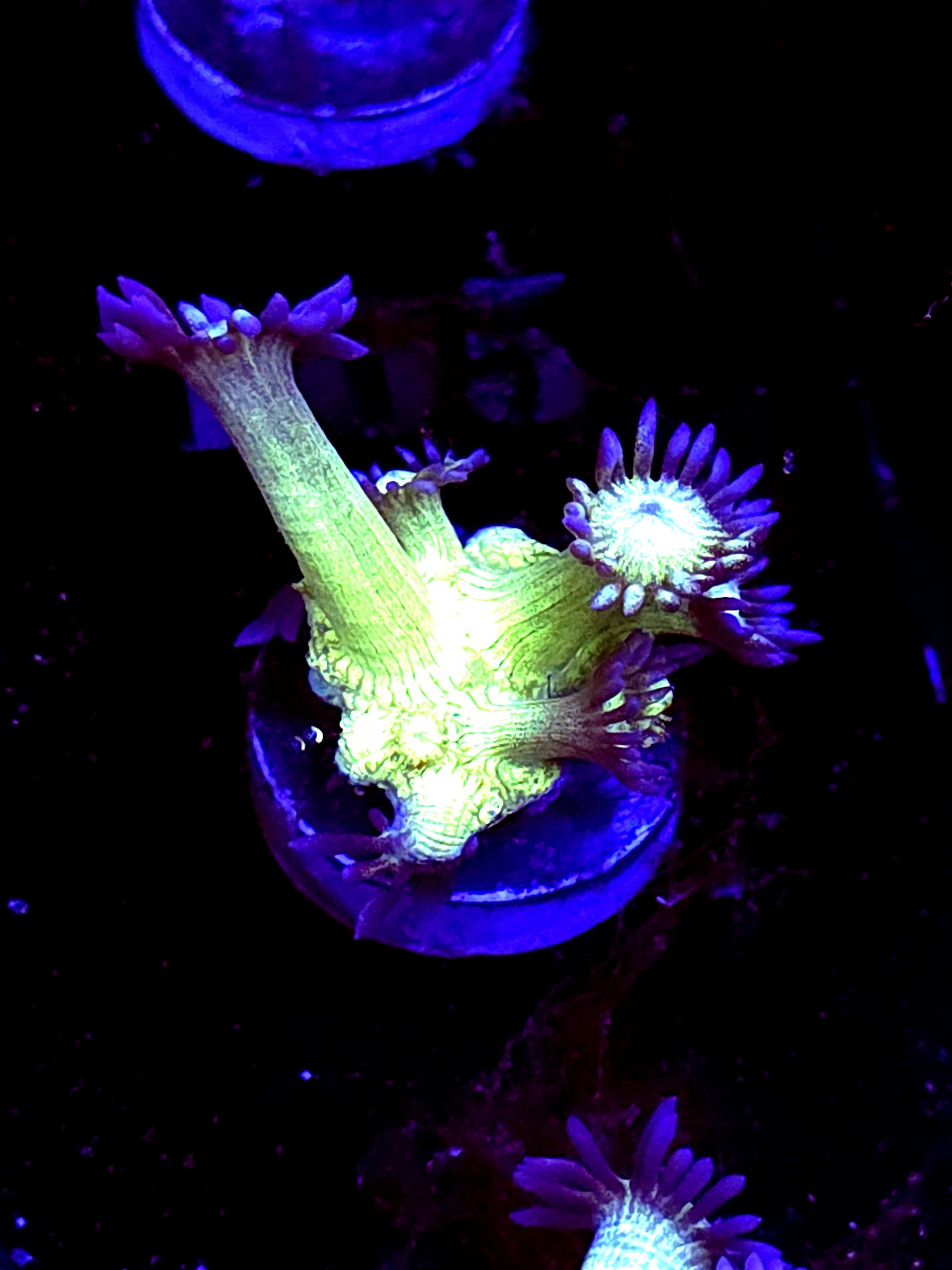 SBB "Gemstone" Goni Medium