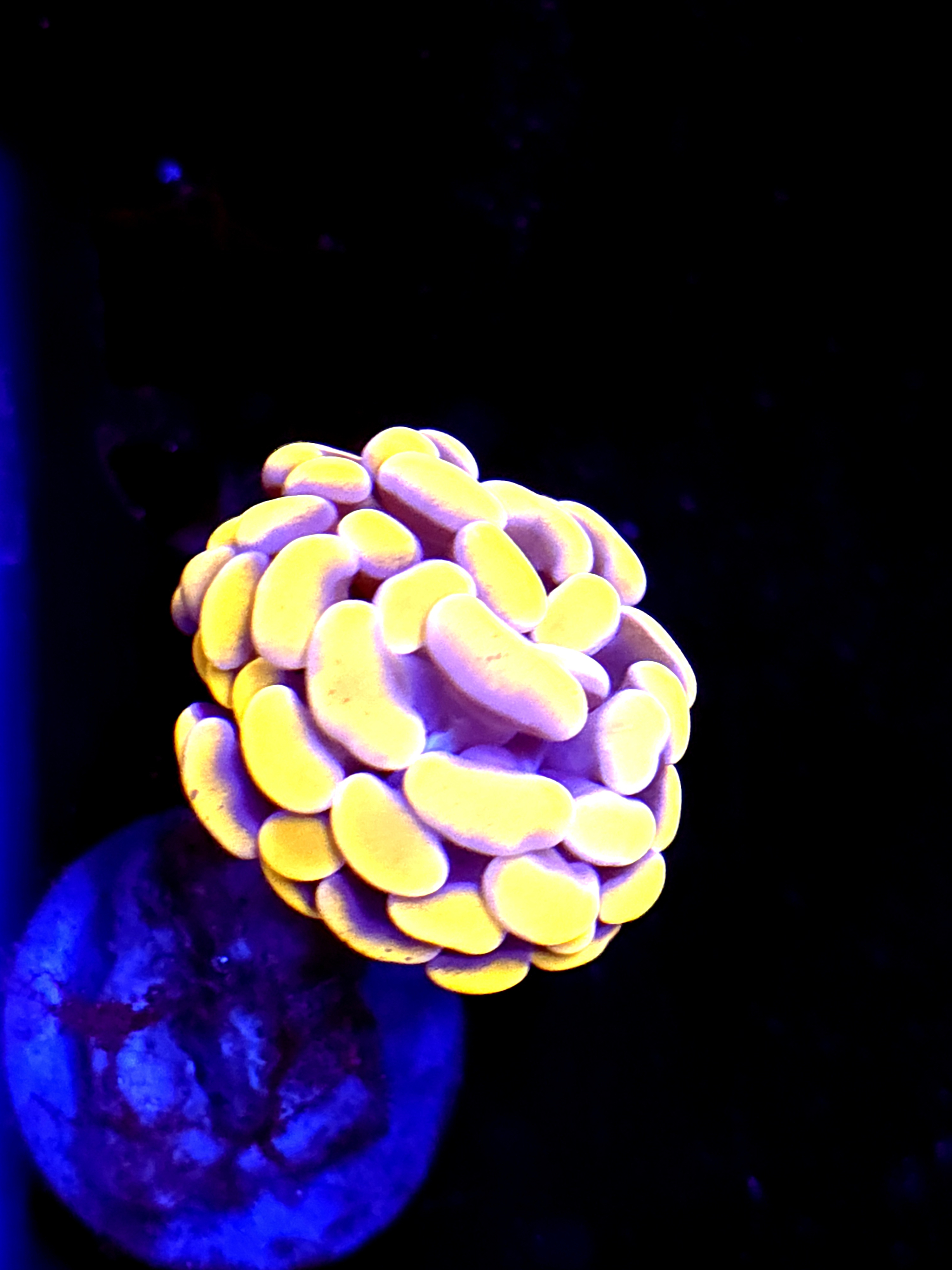 SBB Orange Indo Hammer