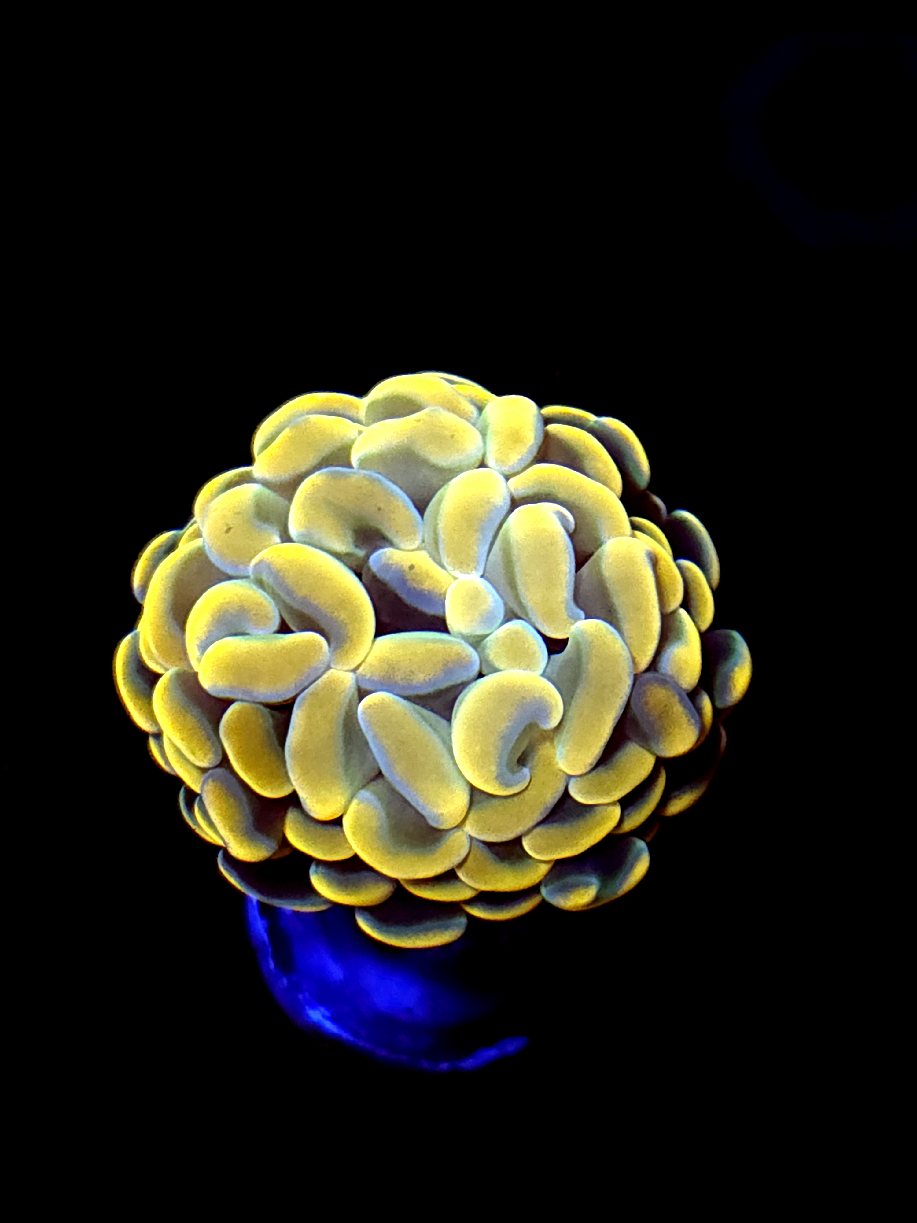 SBB Rustic Yellow Hammer