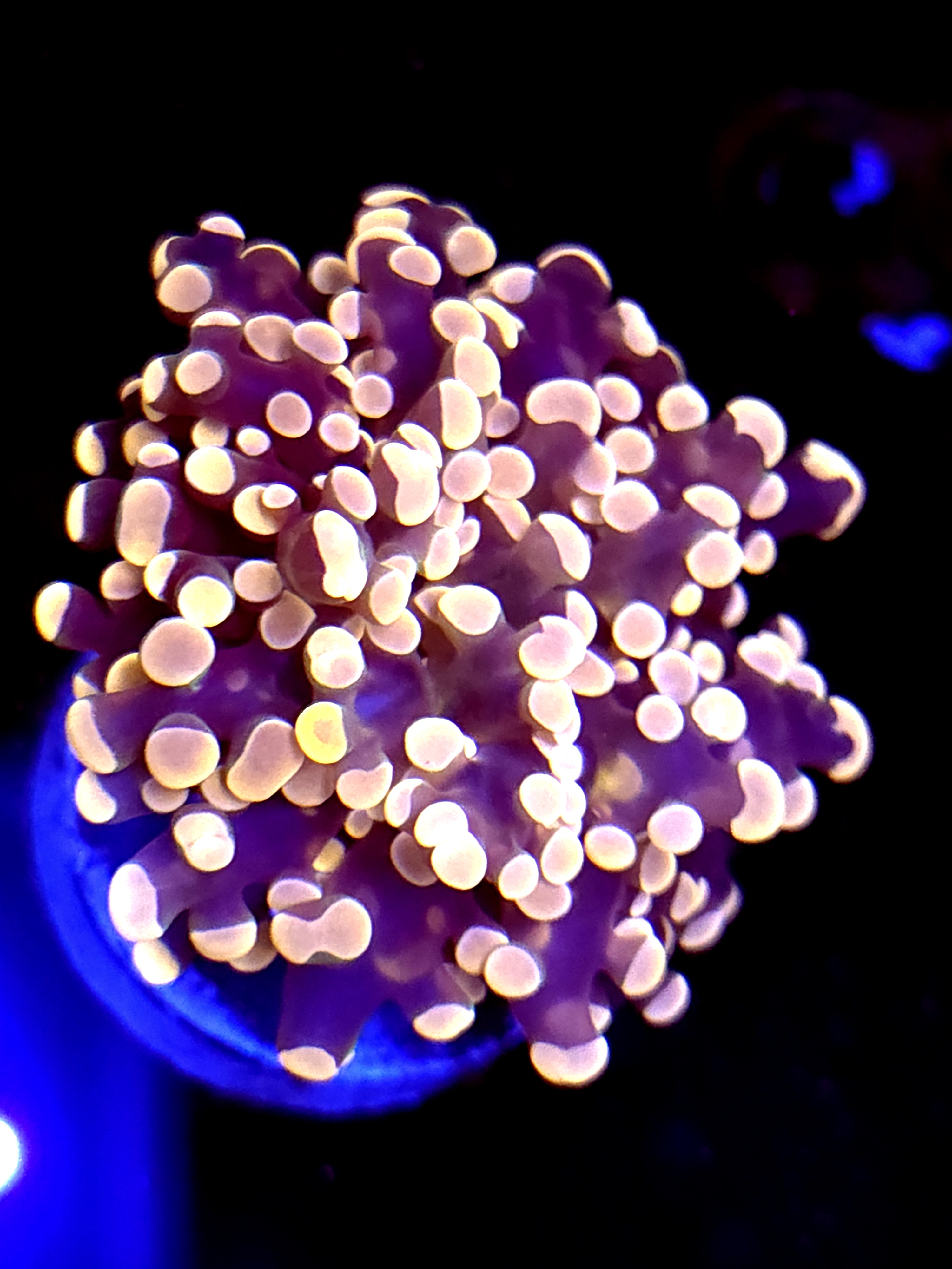 SBB " Princess Peach" Frogspawn