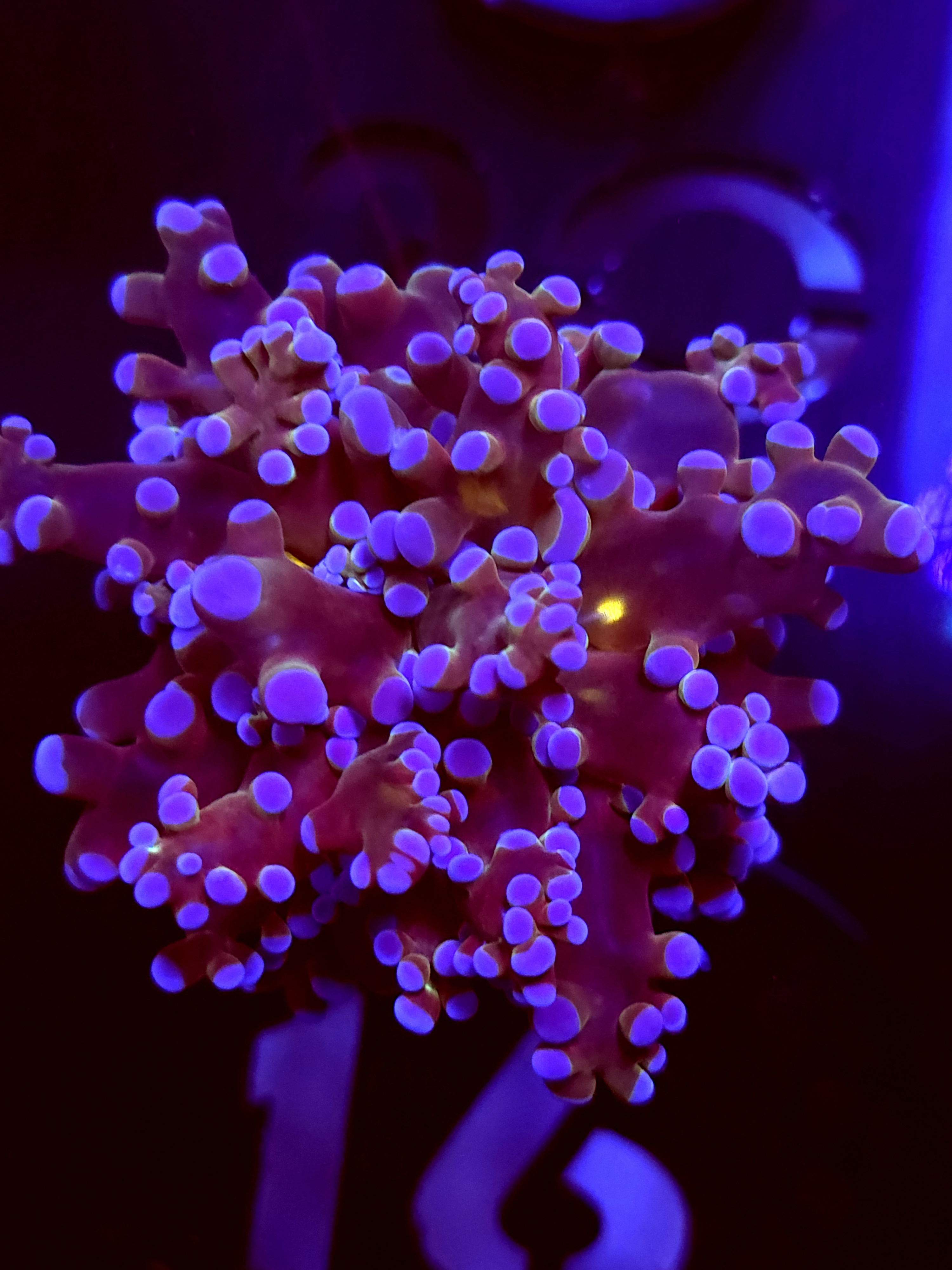 SBB " Blues Clues" Frogspawn